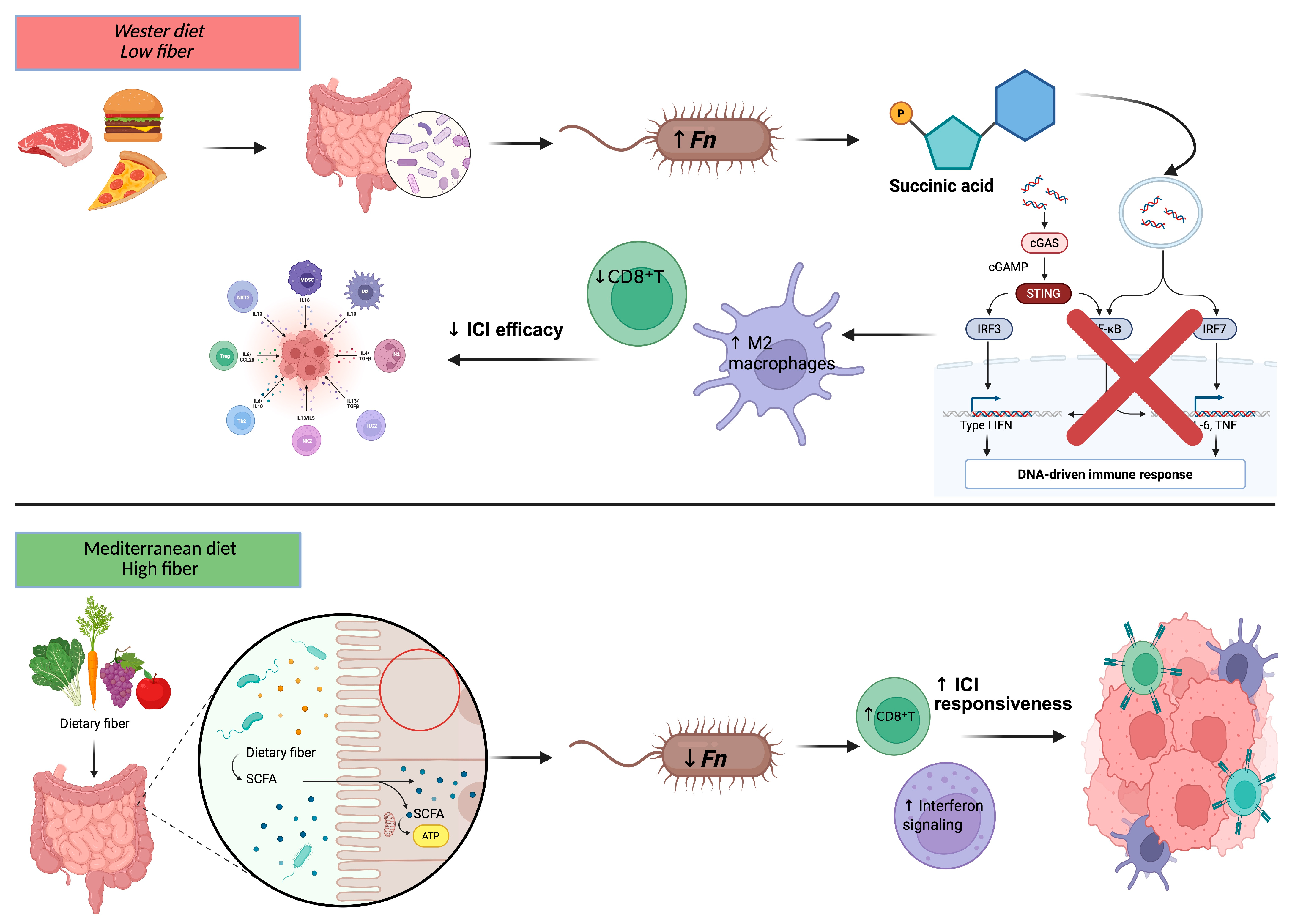 Ijms 26 09710 g003 Ijms 26 09710 g003