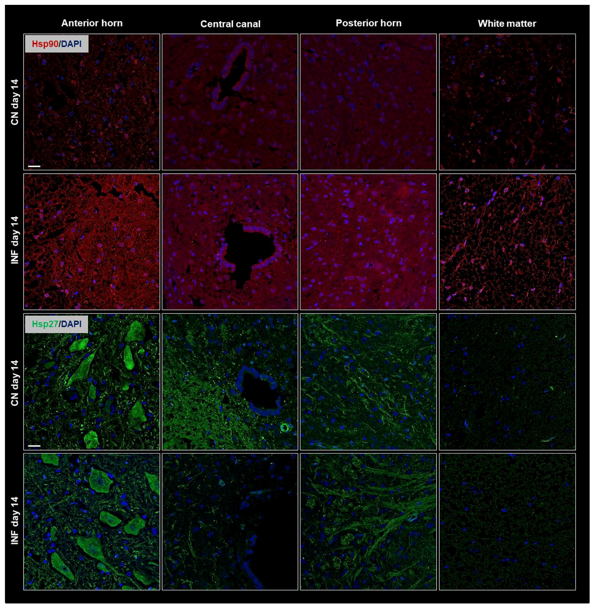 Ijms 26 09743 g003 Ijms 26 09743 g003