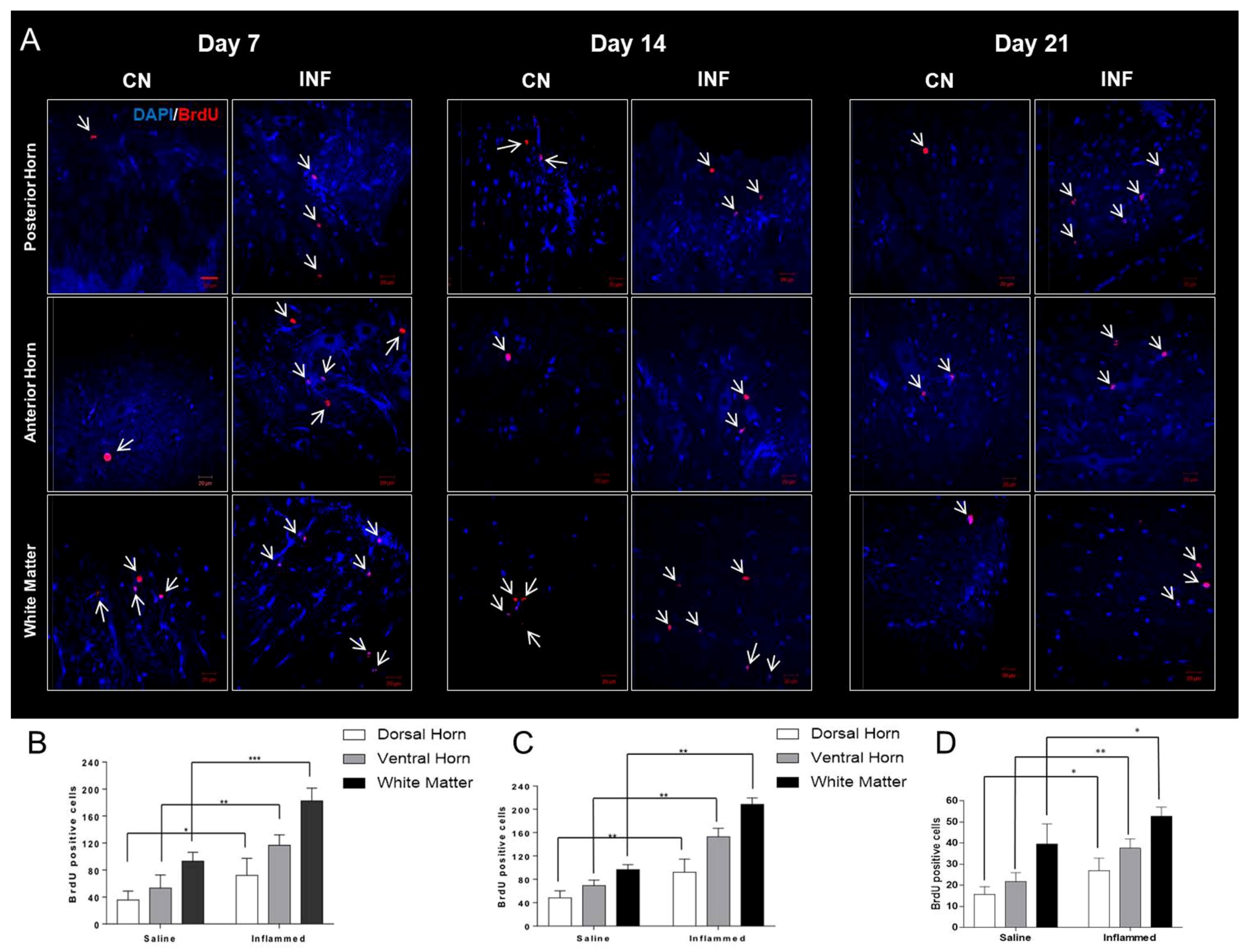 Ijms 26 09743 g007 Ijms 26 09743 g007