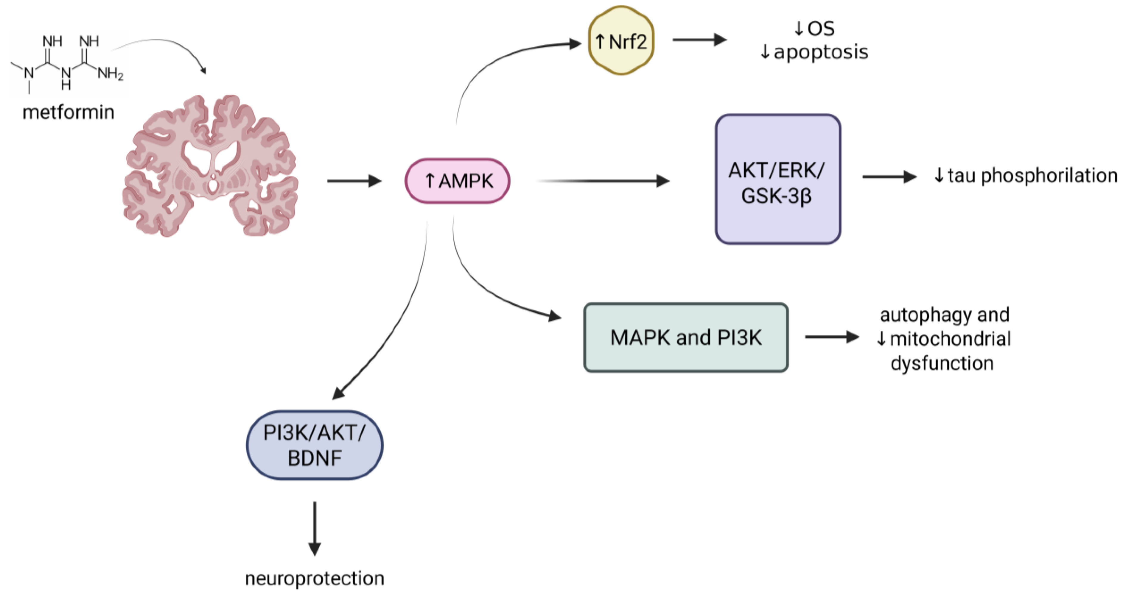 Ijms 26 09748 g002 Ijms 26 09748 g002