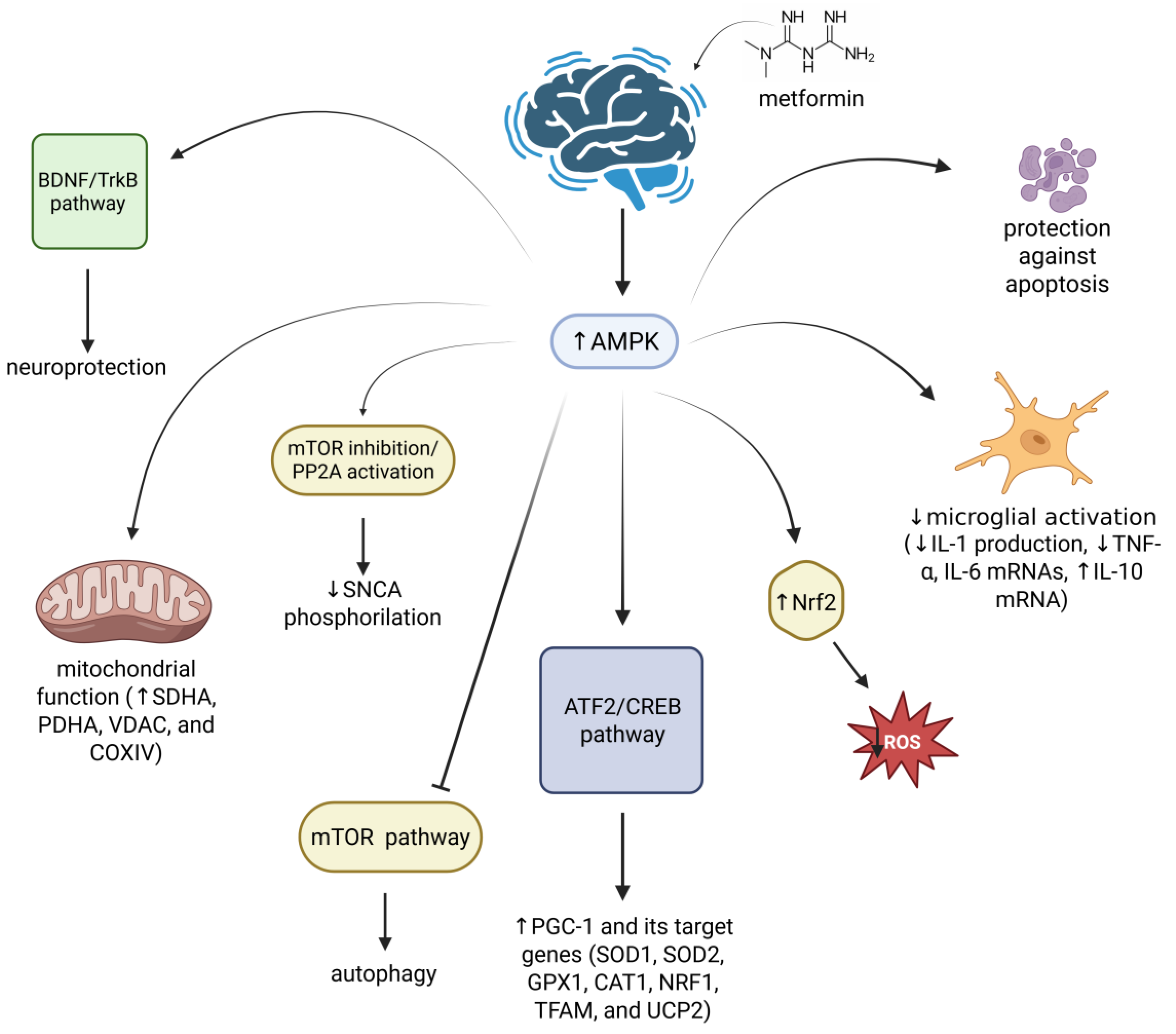 Ijms 26 09748 g003 Ijms 26 09748 g003
