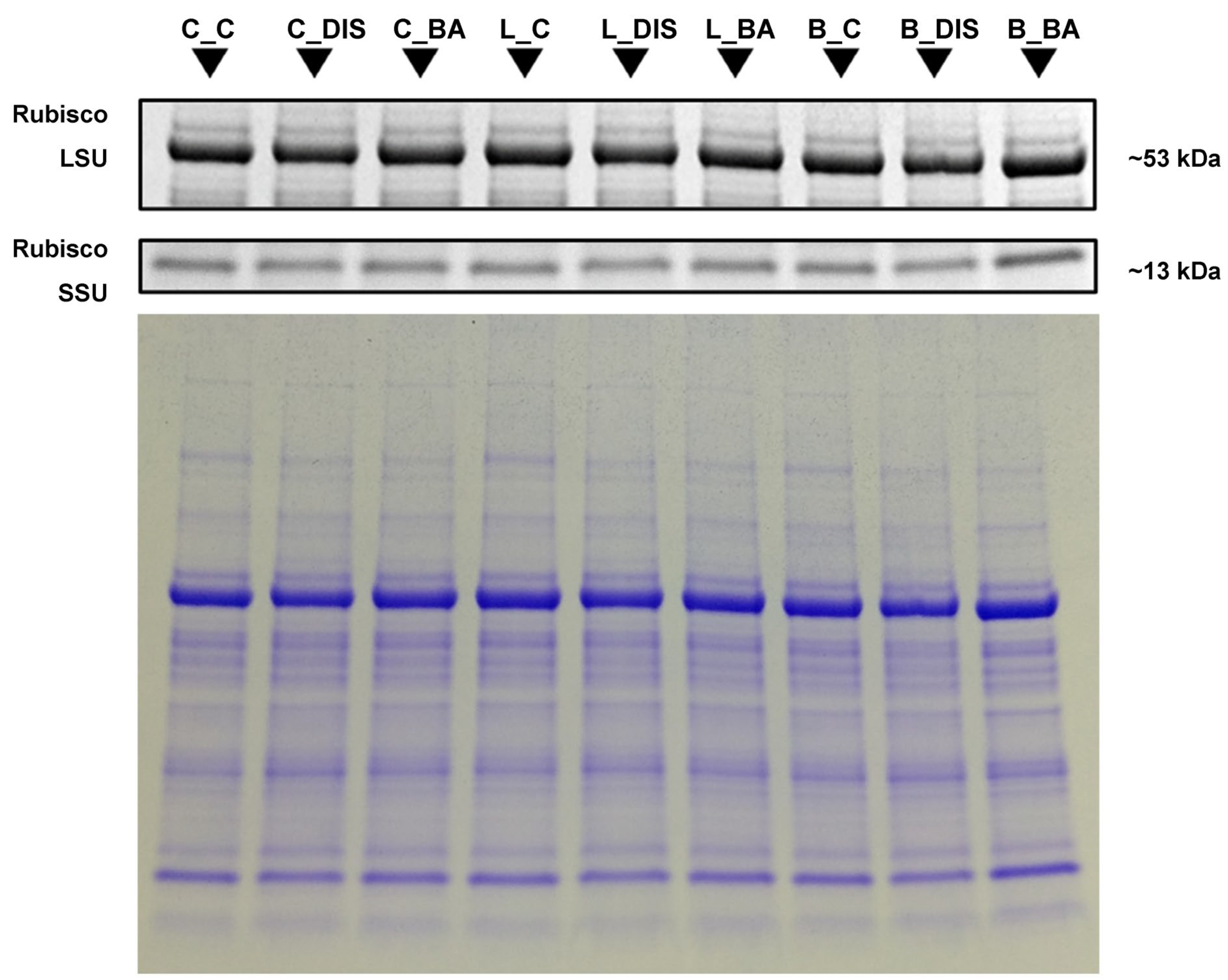 Ijms 26 09749 g009 Ijms 26 09749 g009