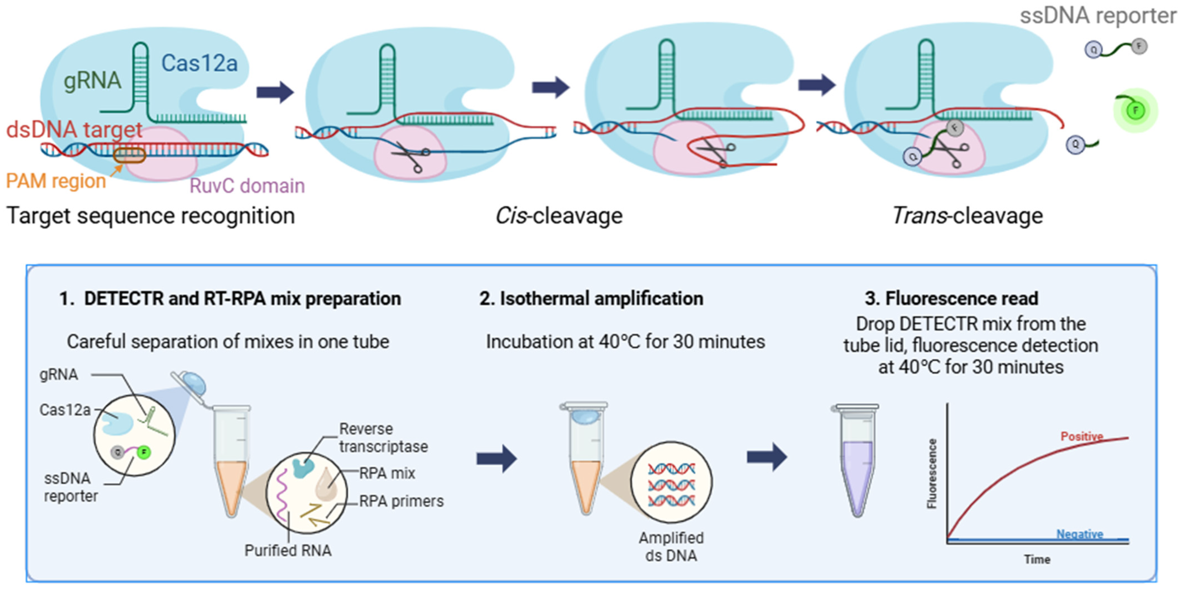Ijms 26 09754 g001 Ijms 26 09754 g001