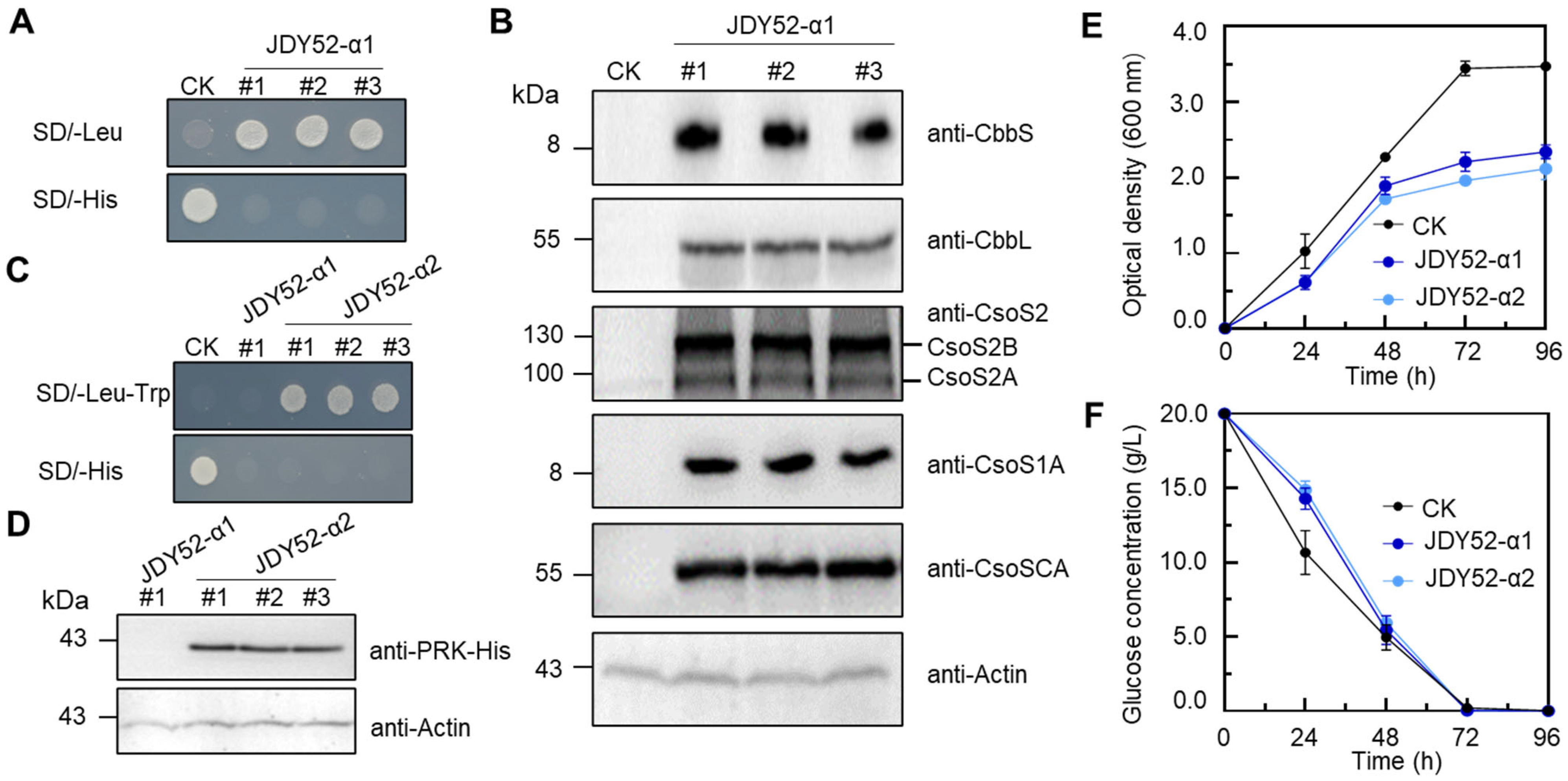 Ijms 26 09759 g003 Ijms 26 09759 g003