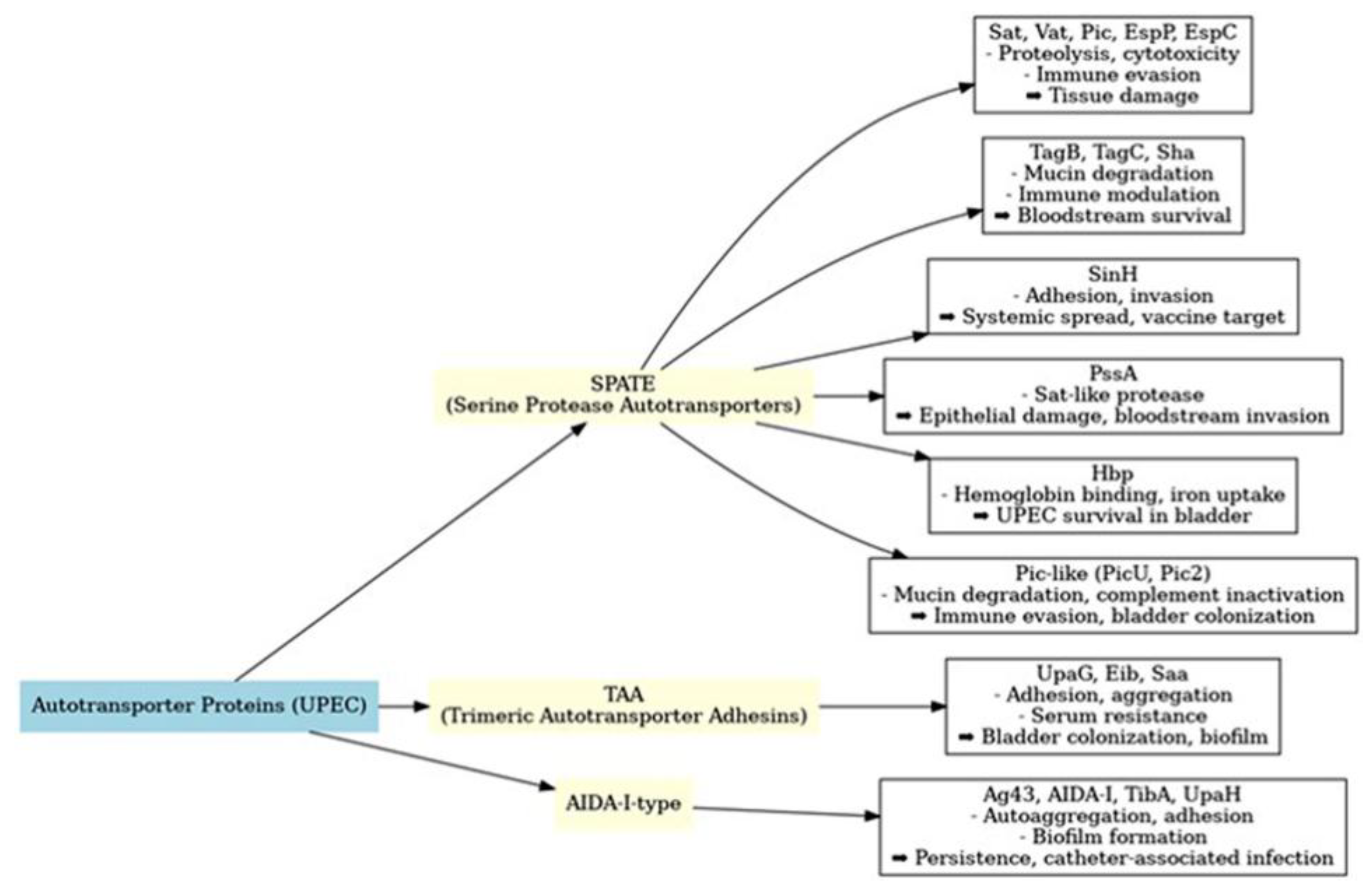 Ijms 26 09760 g001 Ijms 26 09760 g001