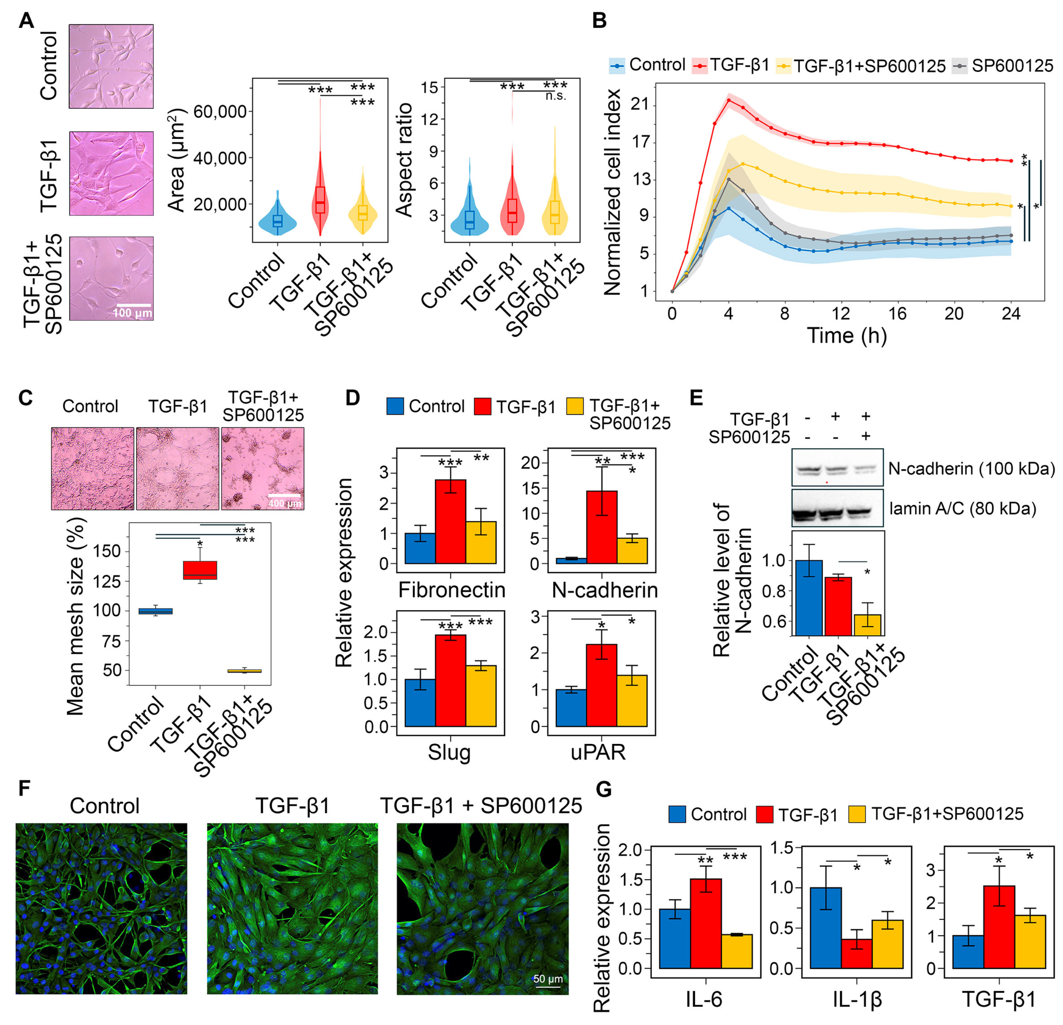 Ijms 26 09772 g011 Ijms 26 09772 g011