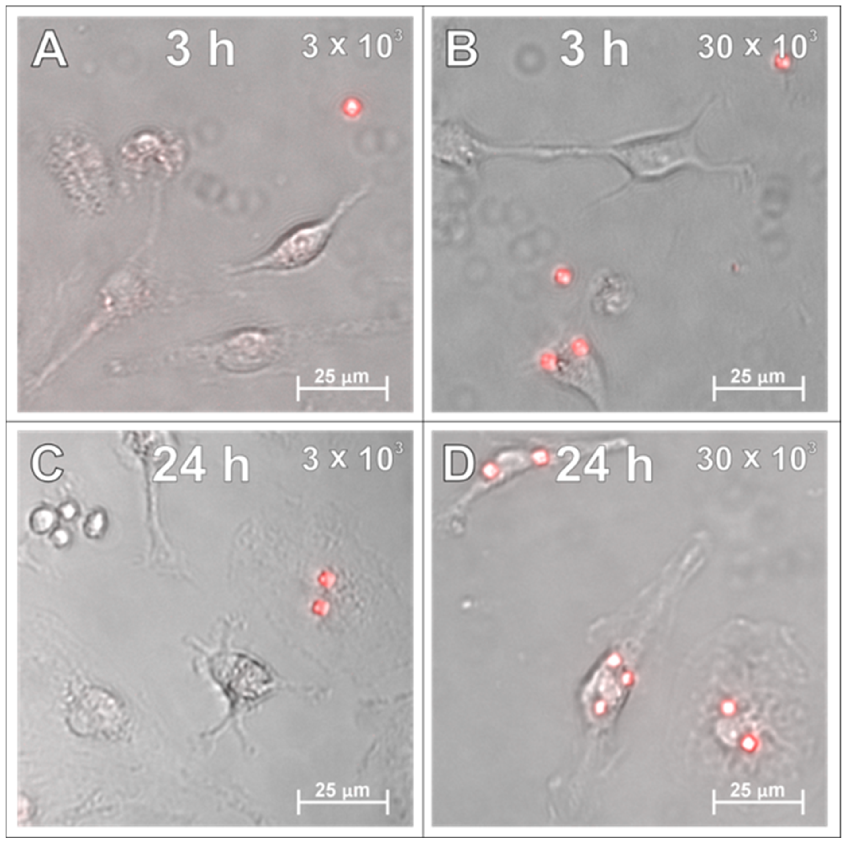 Ijms 26 09773 g002 Ijms 26 09773 g002