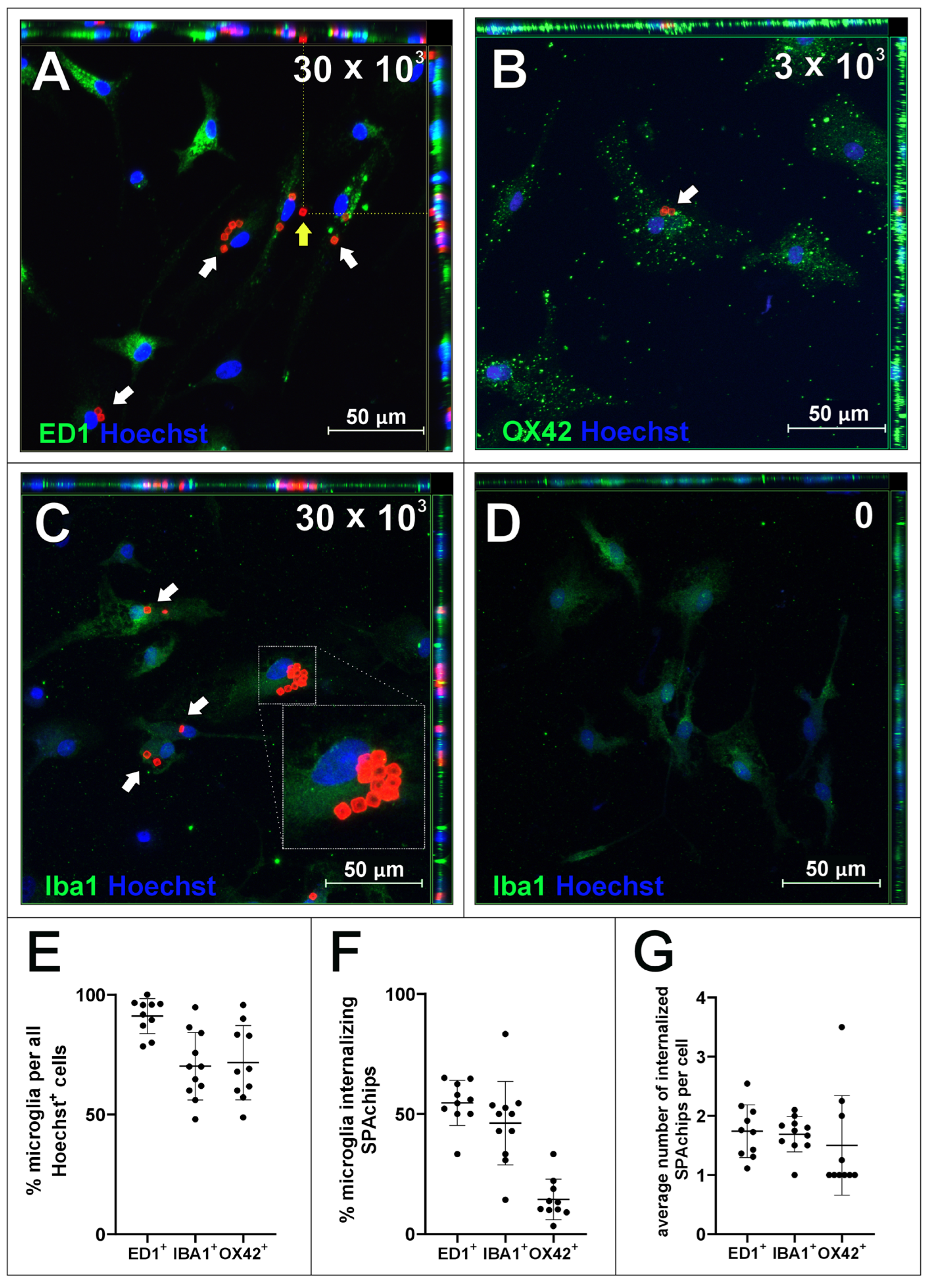 Ijms 26 09773 g003 Ijms 26 09773 g003