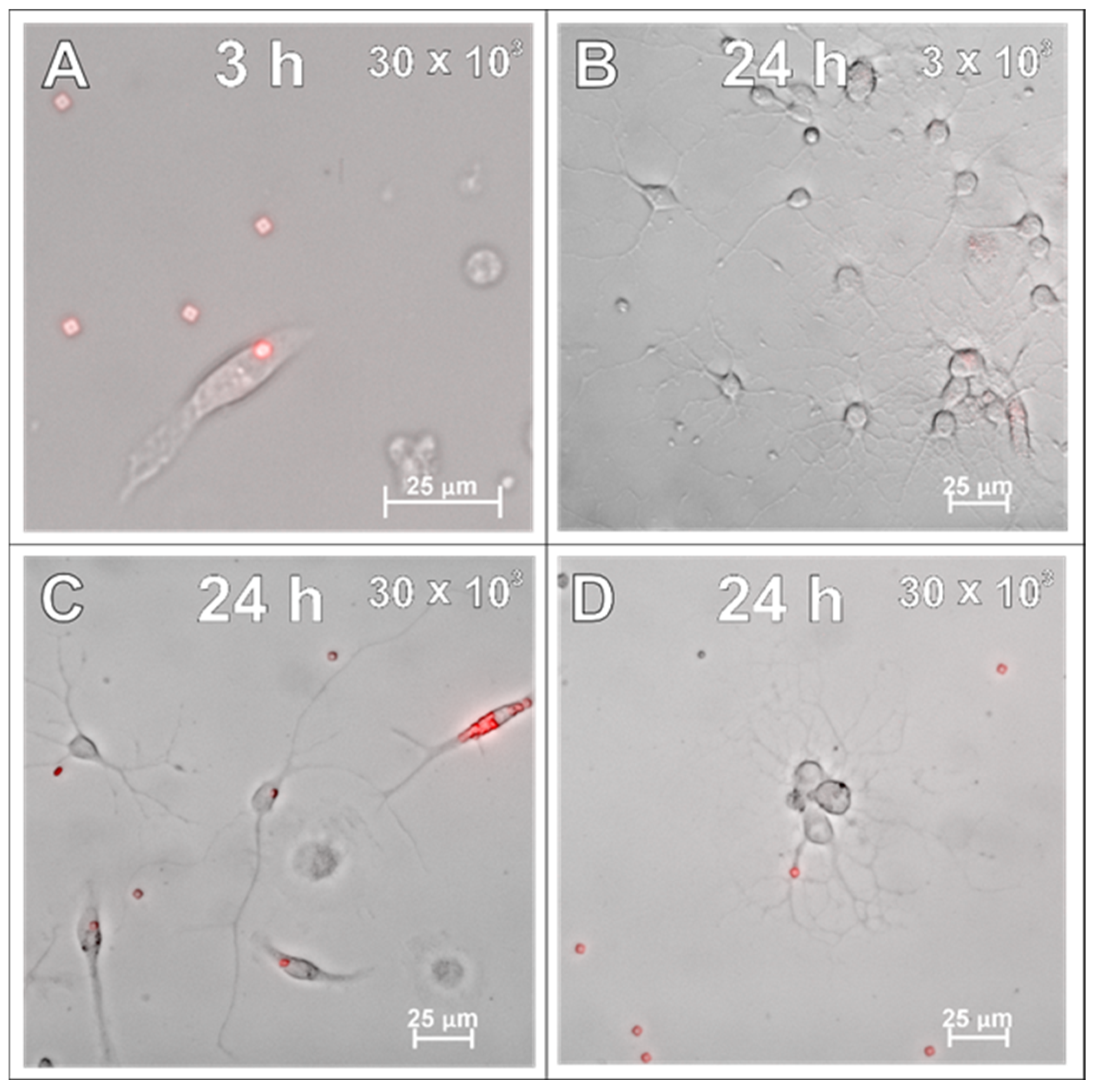 Ijms 26 09773 g004 Ijms 26 09773 g004