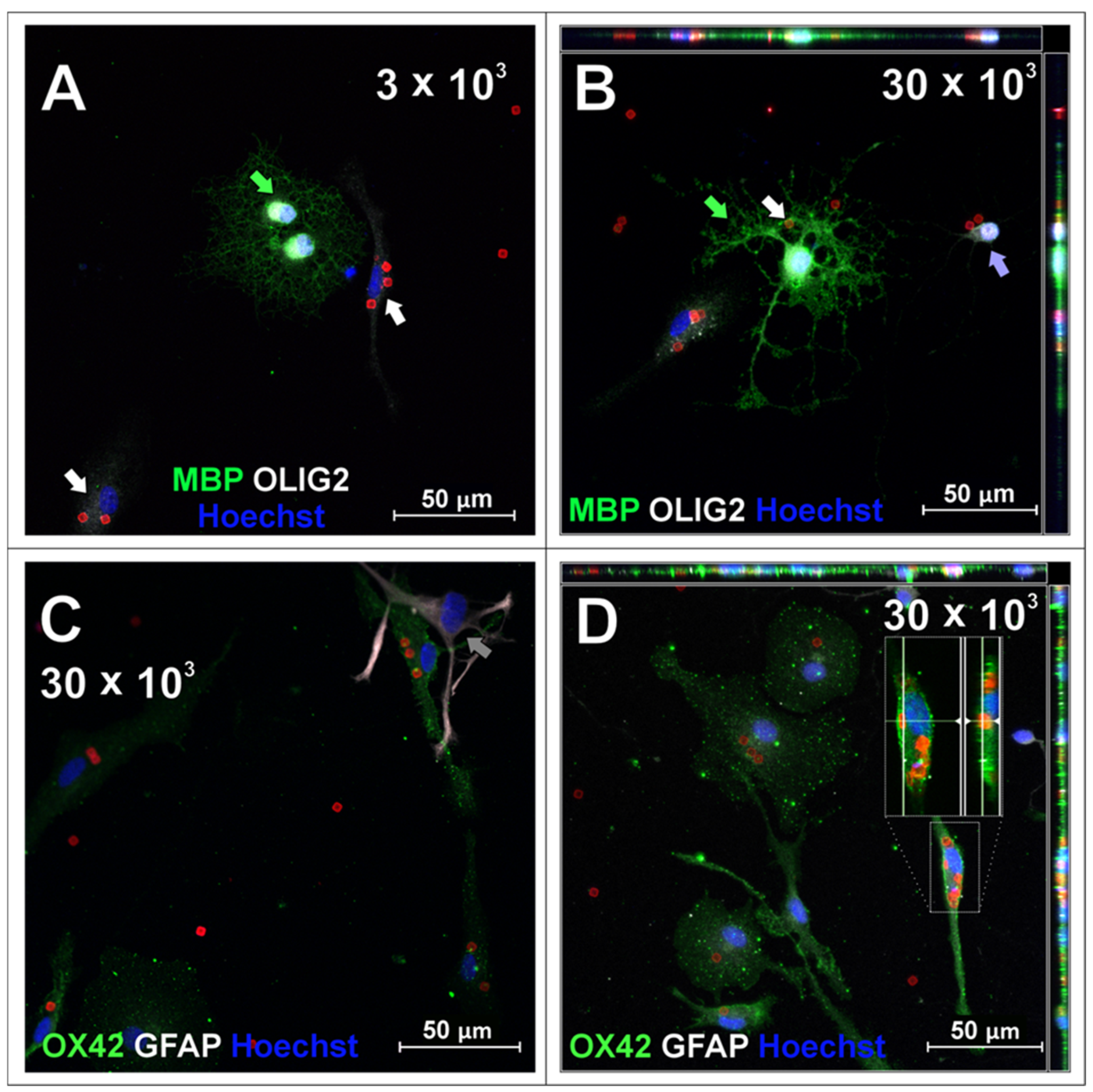 Ijms 26 09773 g005 Ijms 26 09773 g005