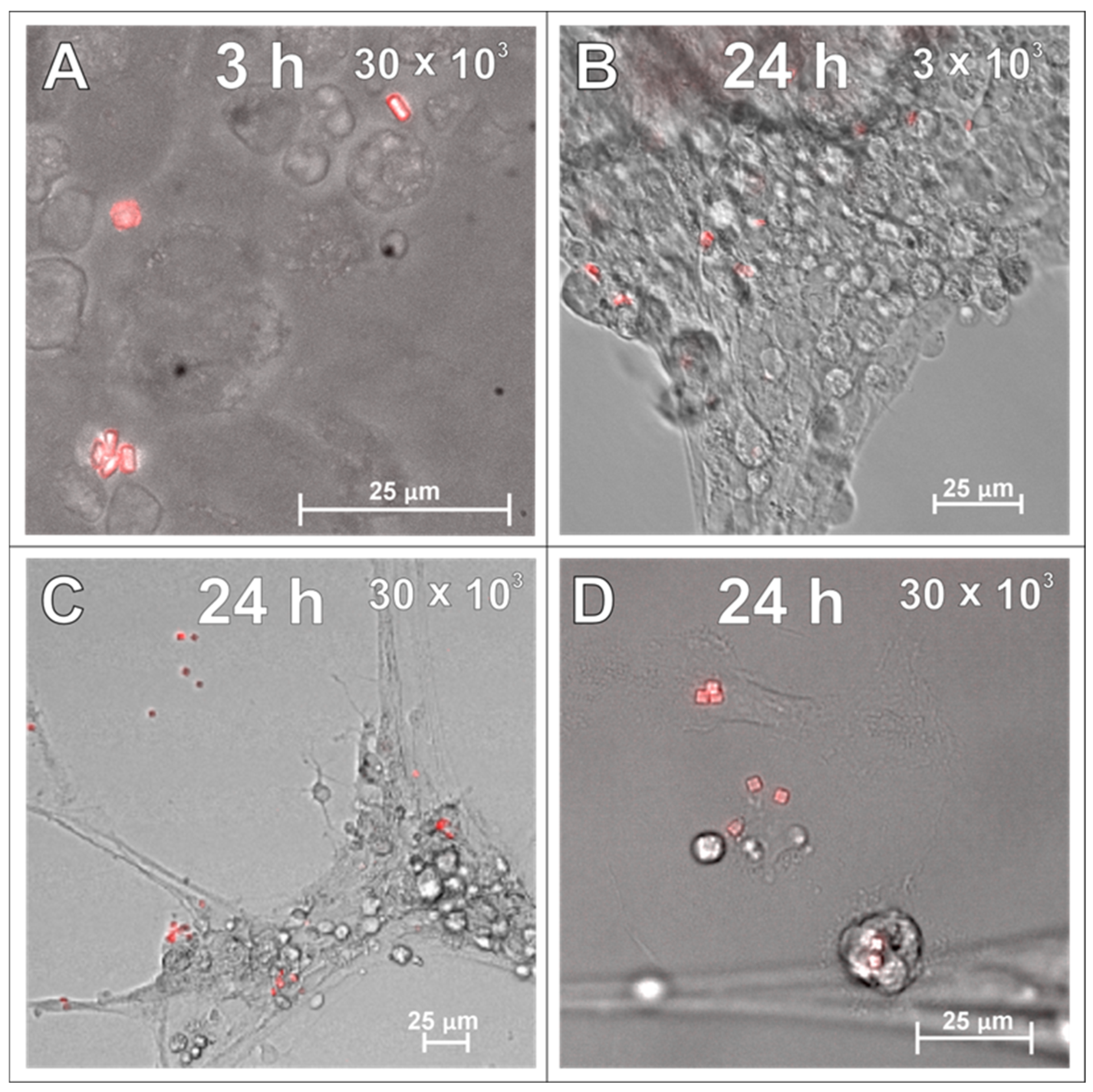 Ijms 26 09773 g006 Ijms 26 09773 g006