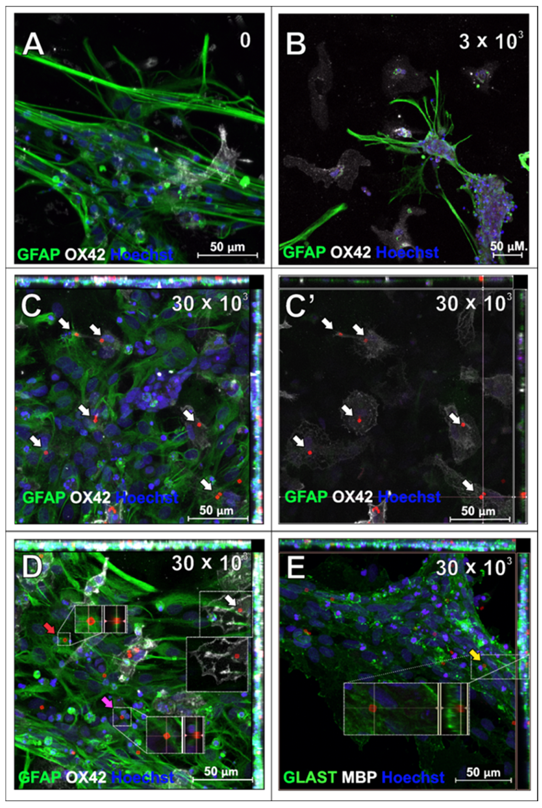 Ijms 26 09773 g007 Ijms 26 09773 g007