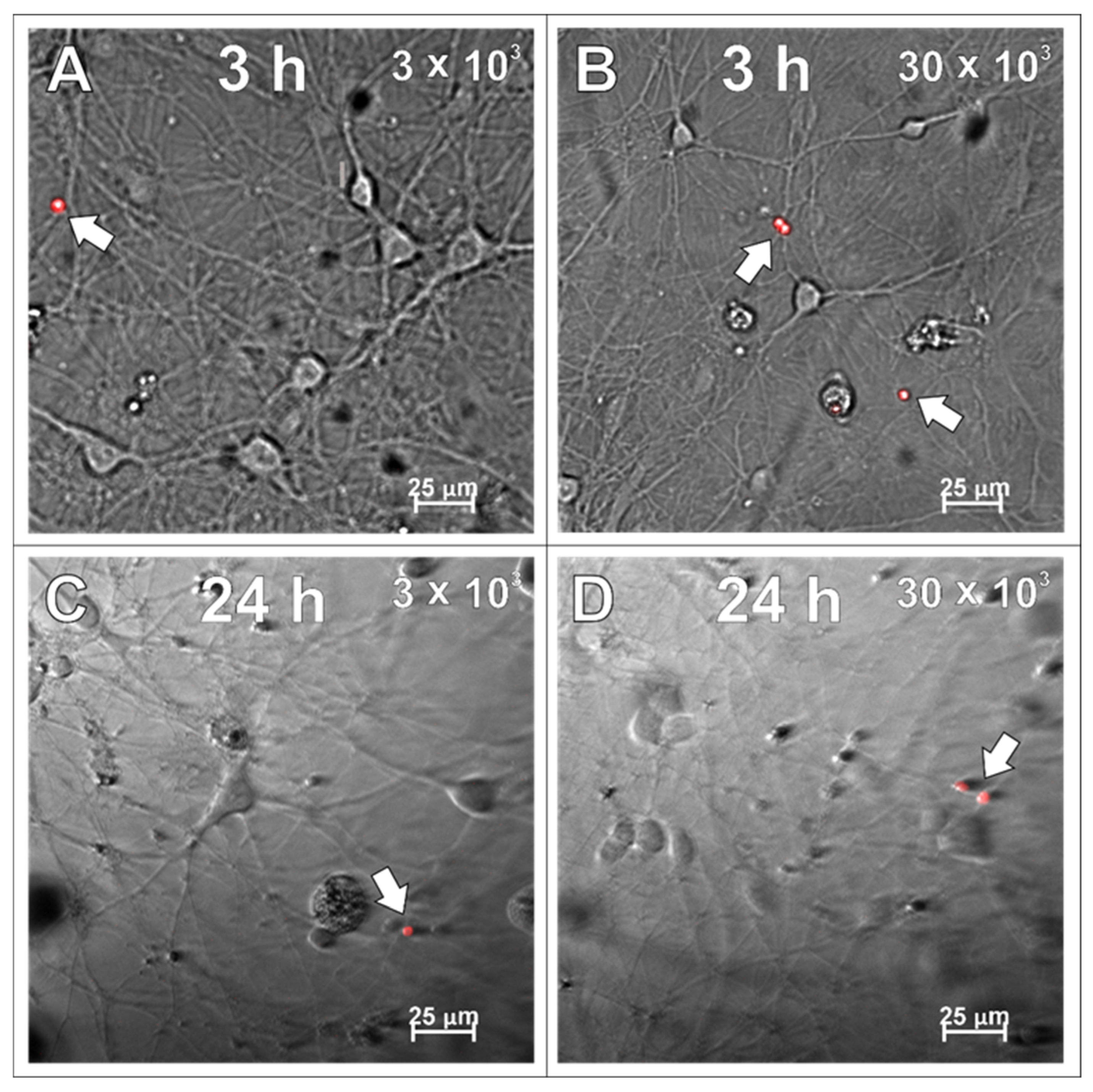 Ijms 26 09773 g008 Ijms 26 09773 g008