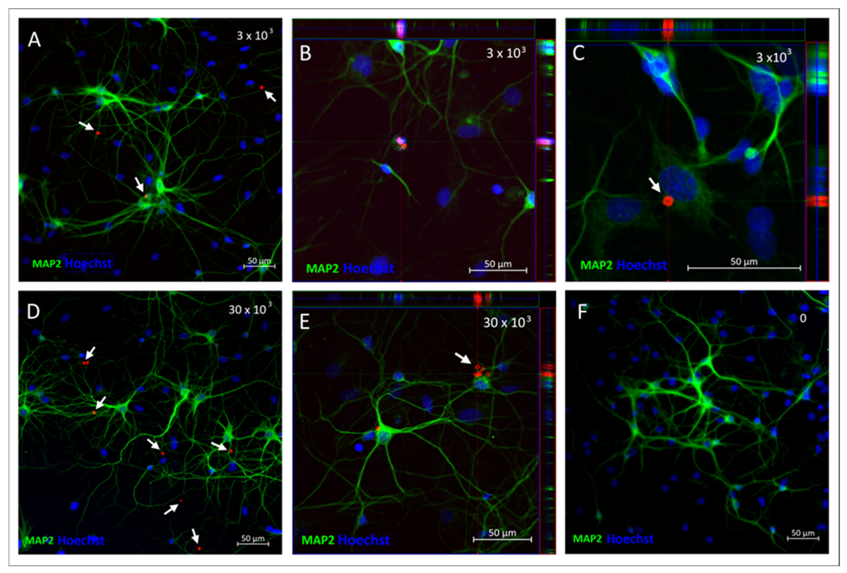 Ijms 26 09773 g009 Ijms 26 09773 g009