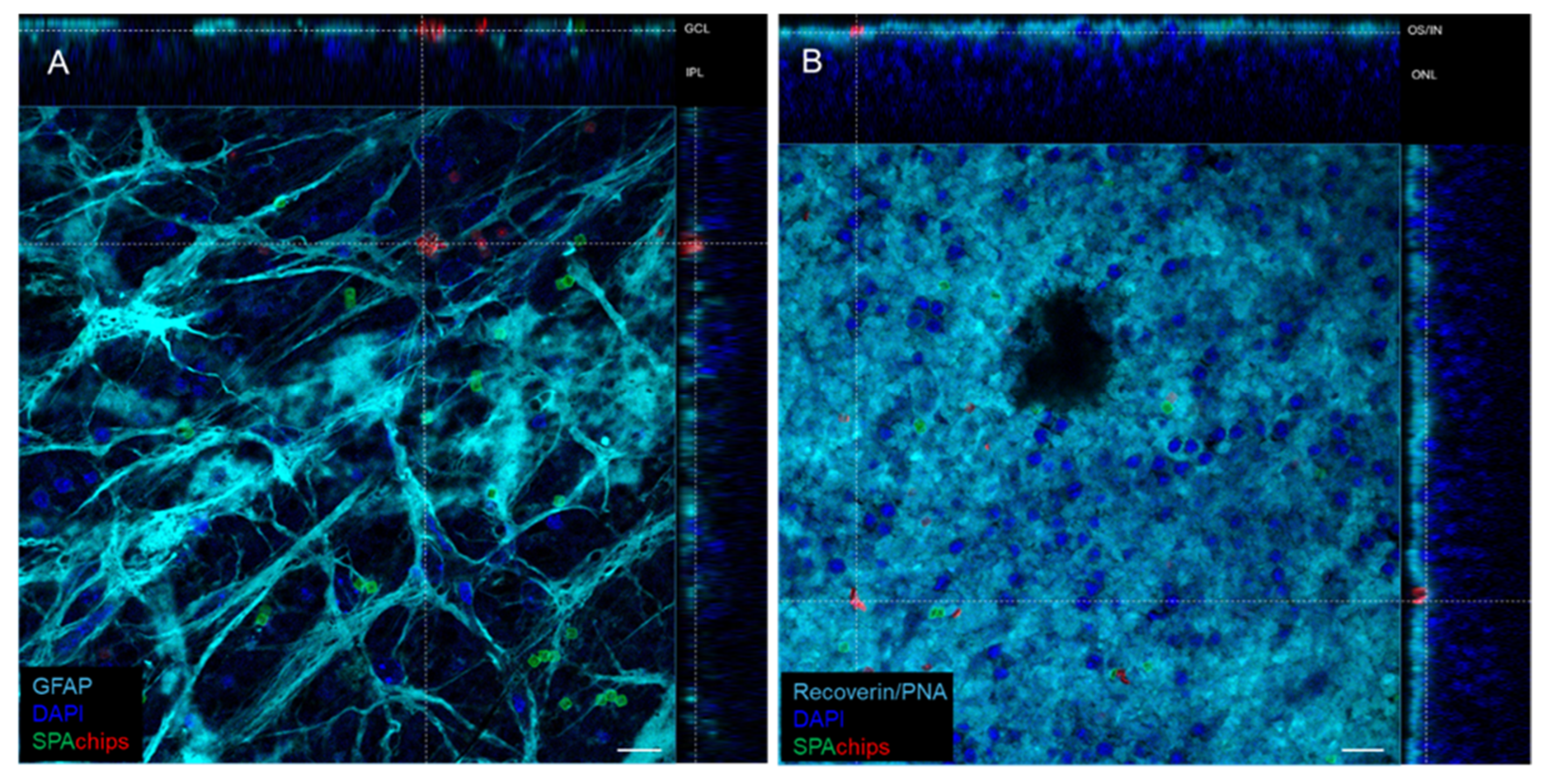 Ijms 26 09773 g010 Ijms 26 09773 g010