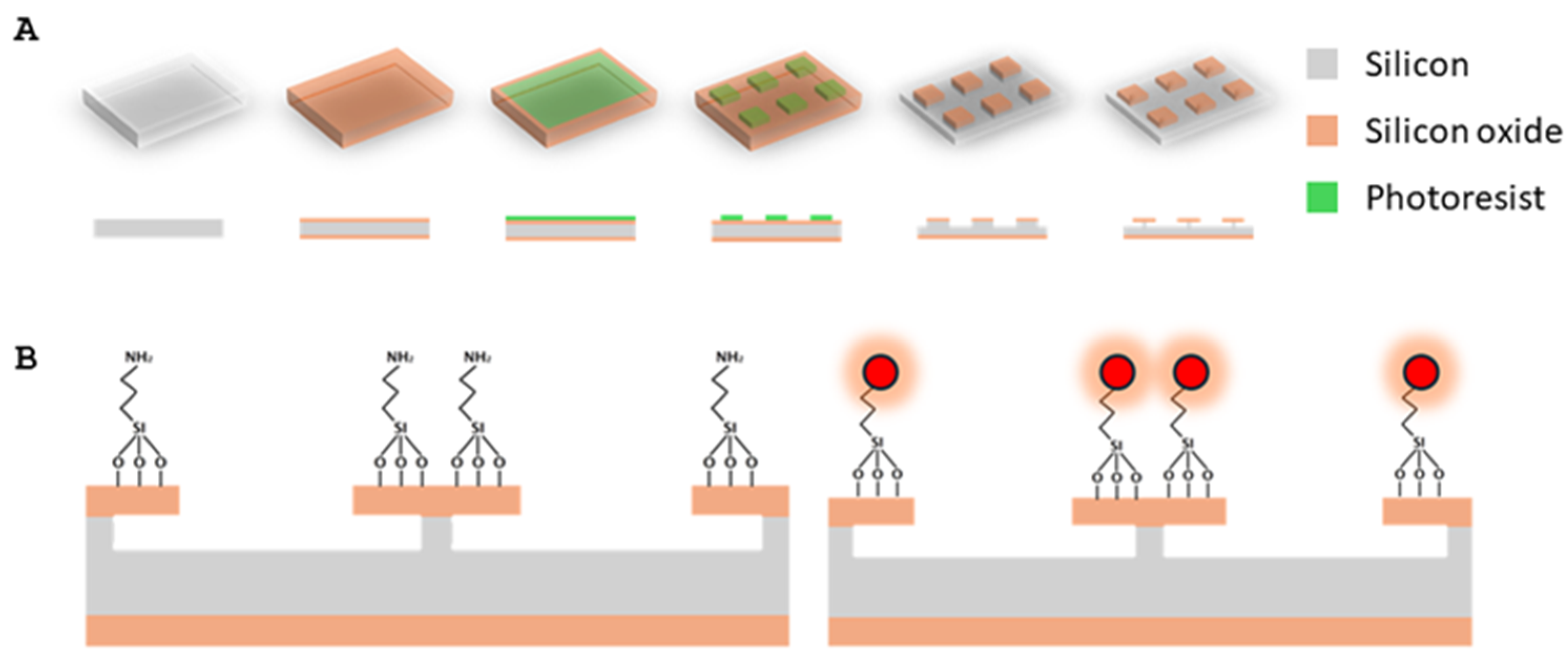 Ijms 26 09773 g011 Ijms 26 09773 g011