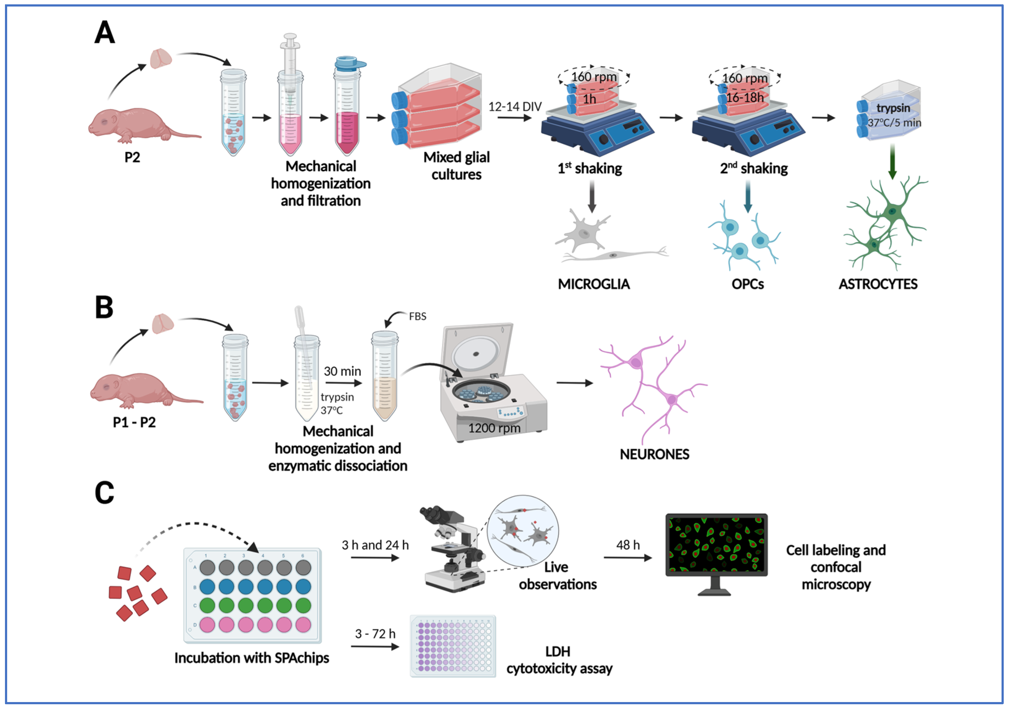 Ijms 26 09773 g012 Ijms 26 09773 g012