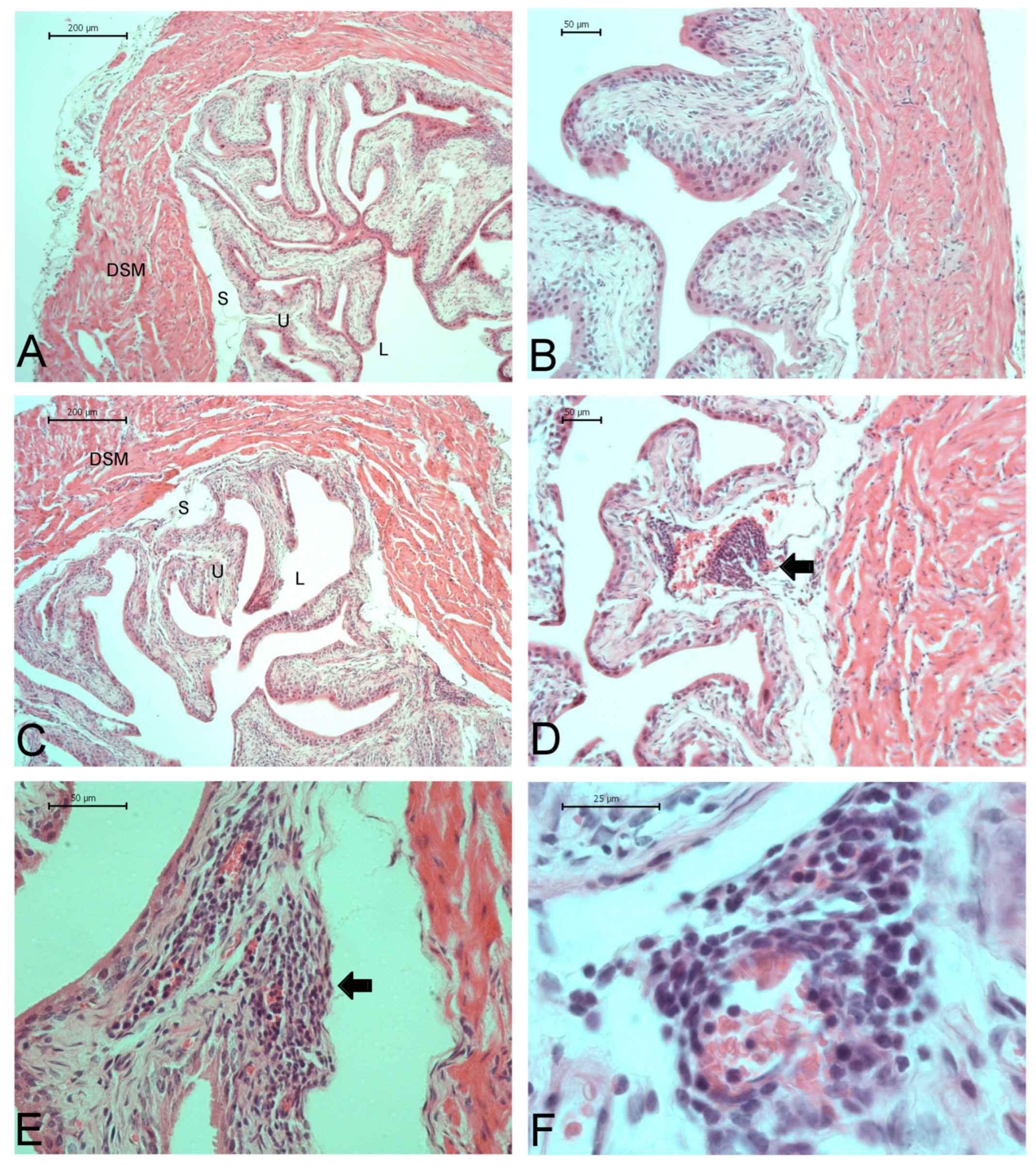 Ijms 26 09776 g007 Ijms 26 09776 g007