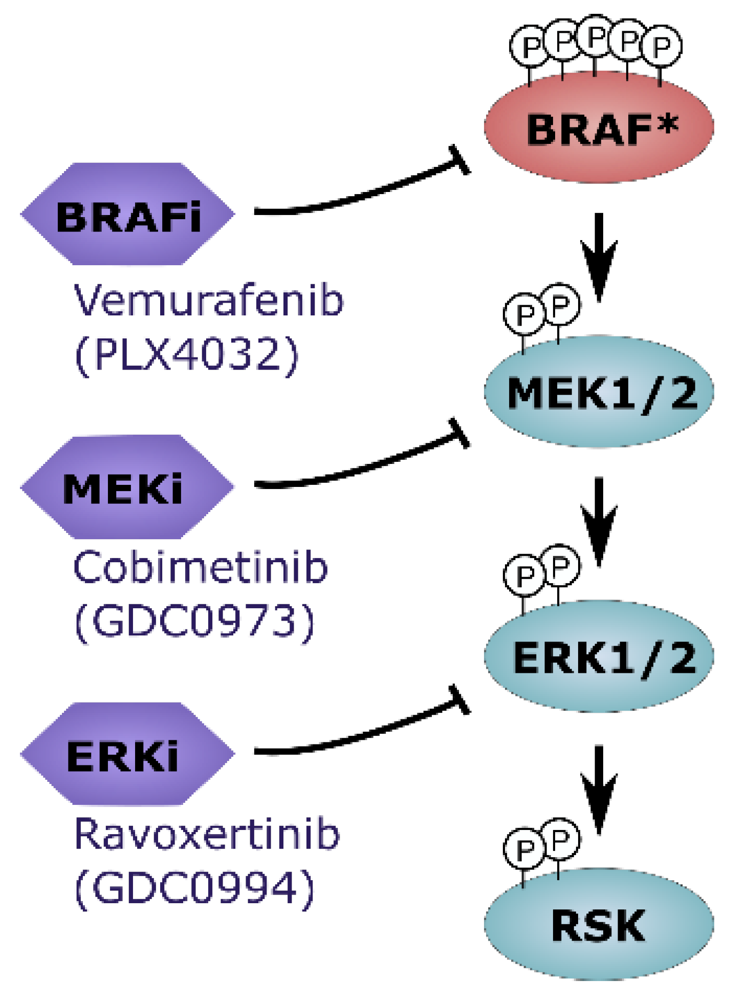 Ijms 26 09794 g005 Ijms 26 09794 g005
