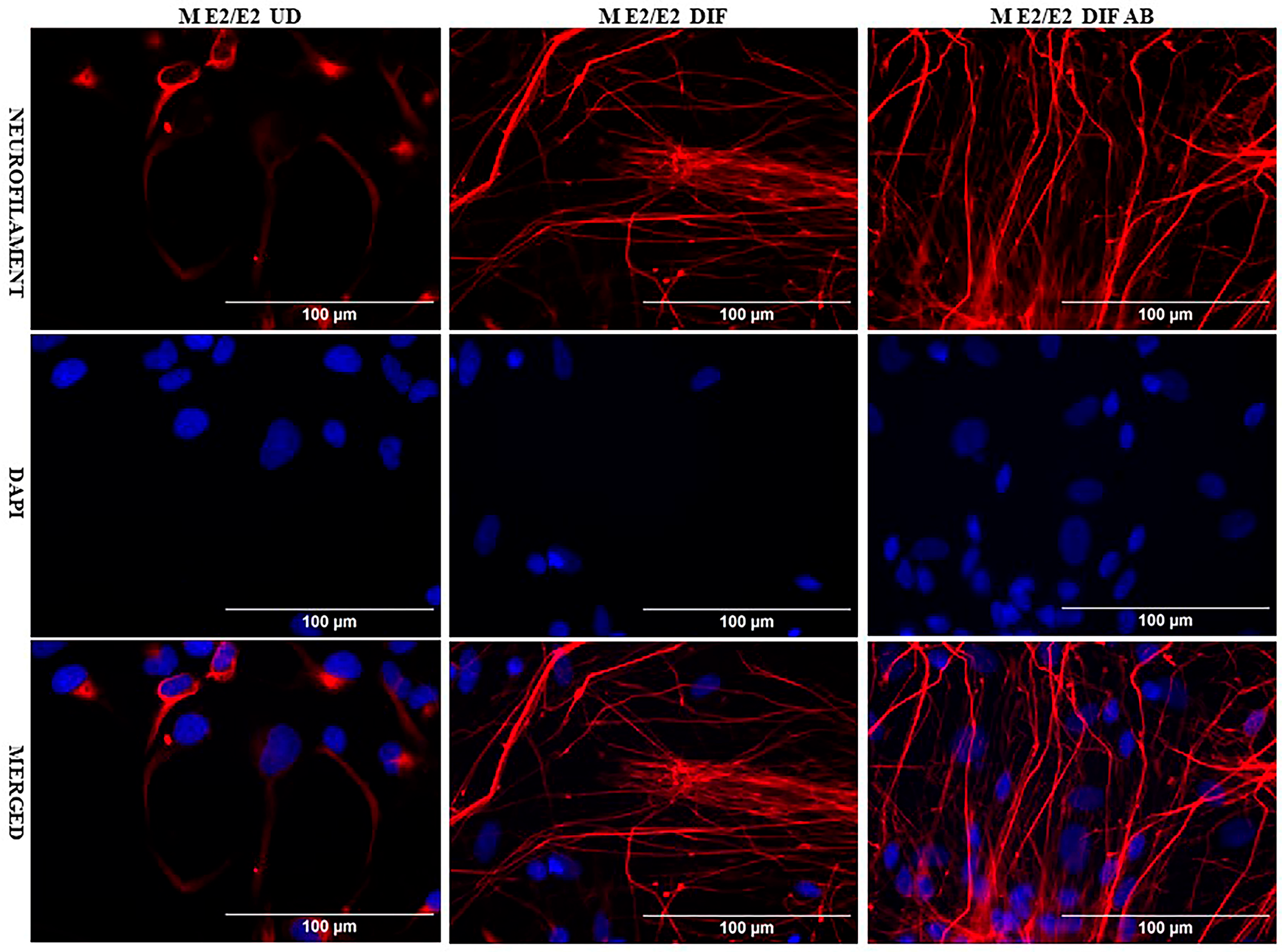 Ijms 26 09804 g001 Ijms 26 09804 g001