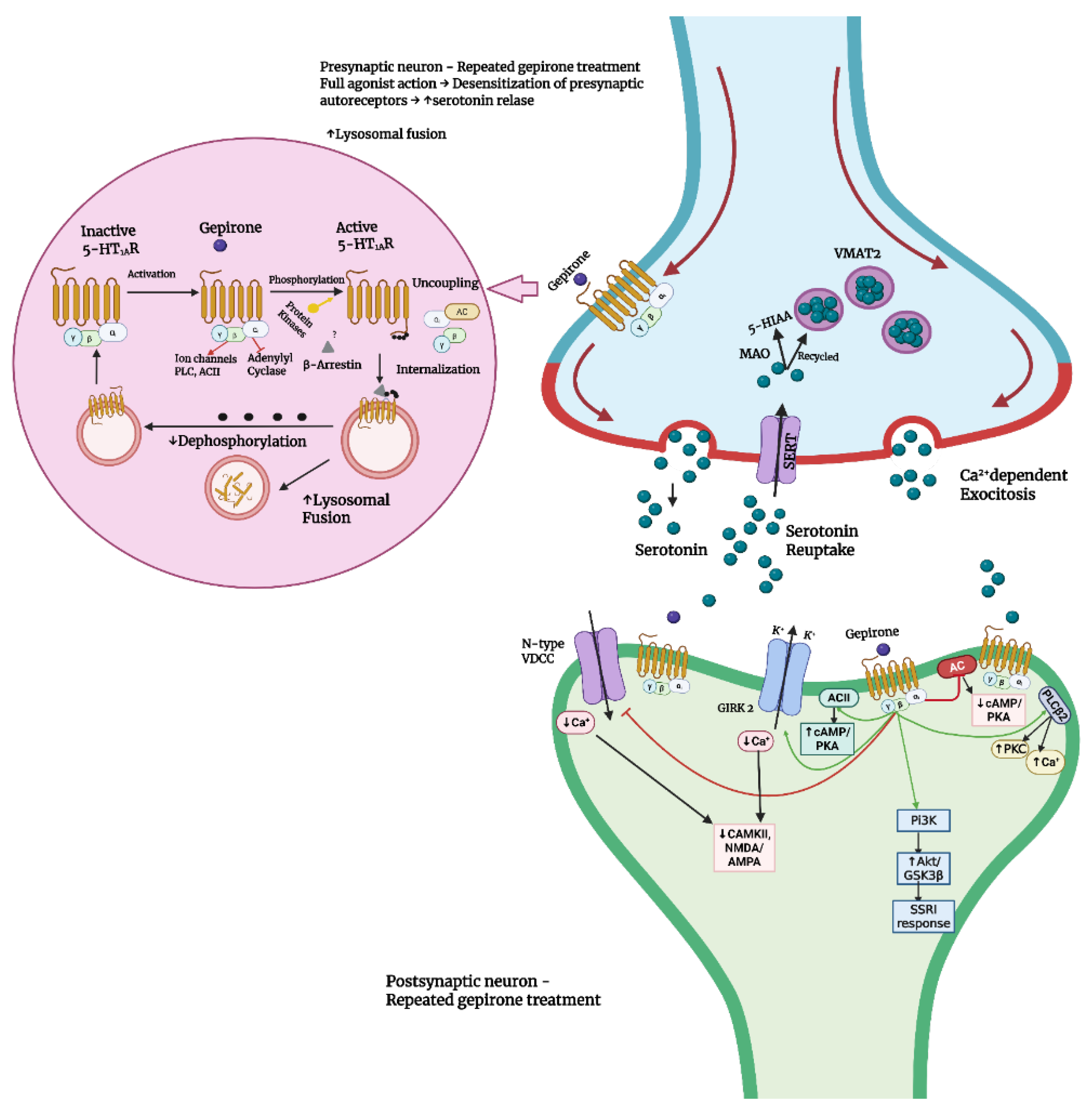 Ijms 26 09805 g003 Ijms 26 09805 g003