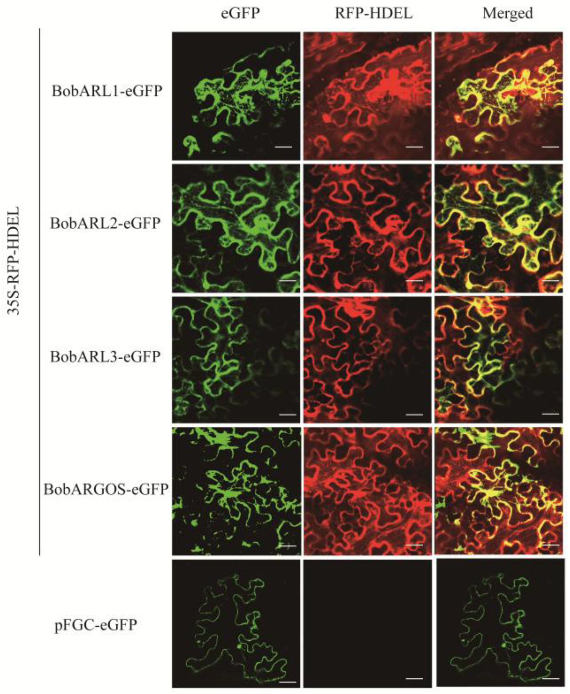 Ijms 26 09810 g004 Ijms 26 09810 g004