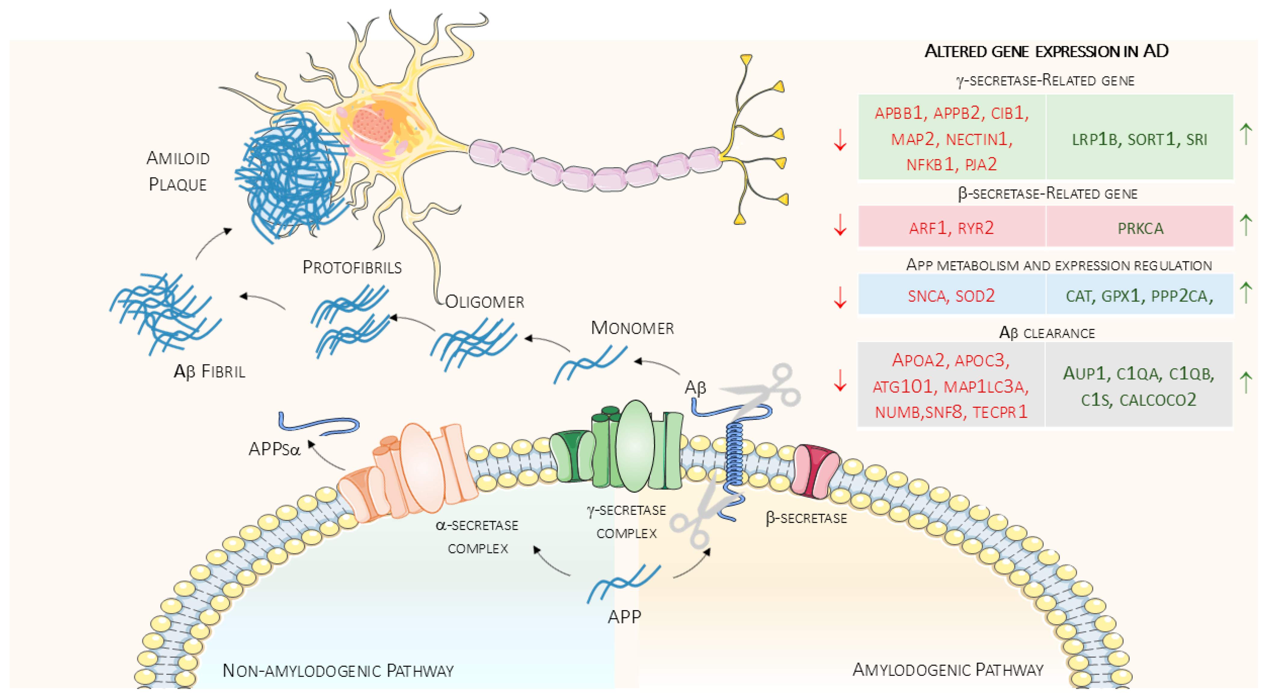Ijms 26 09816 g002 Ijms 26 09816 g002