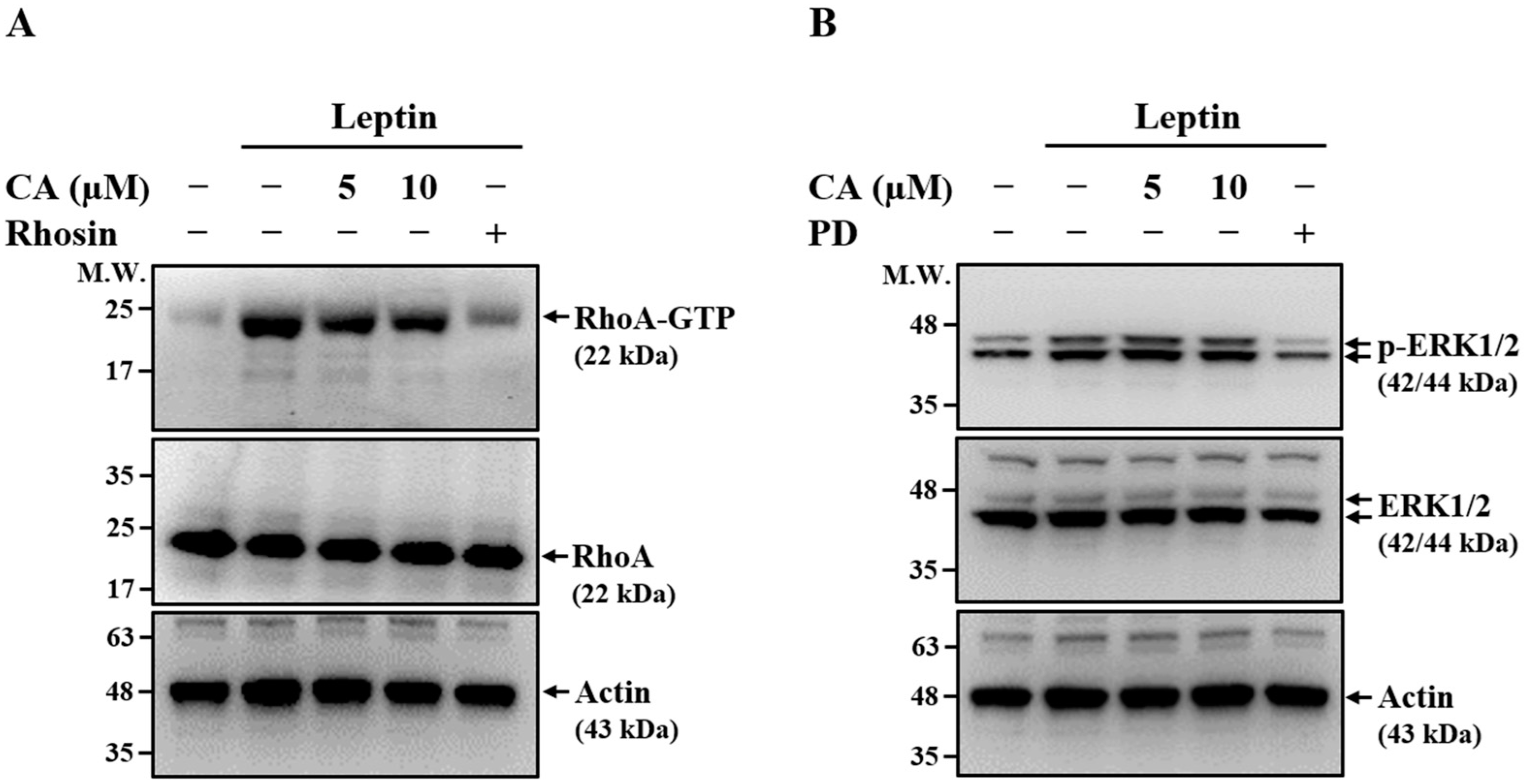 Ijms 26 09819 g002 Ijms 26 09819 g002