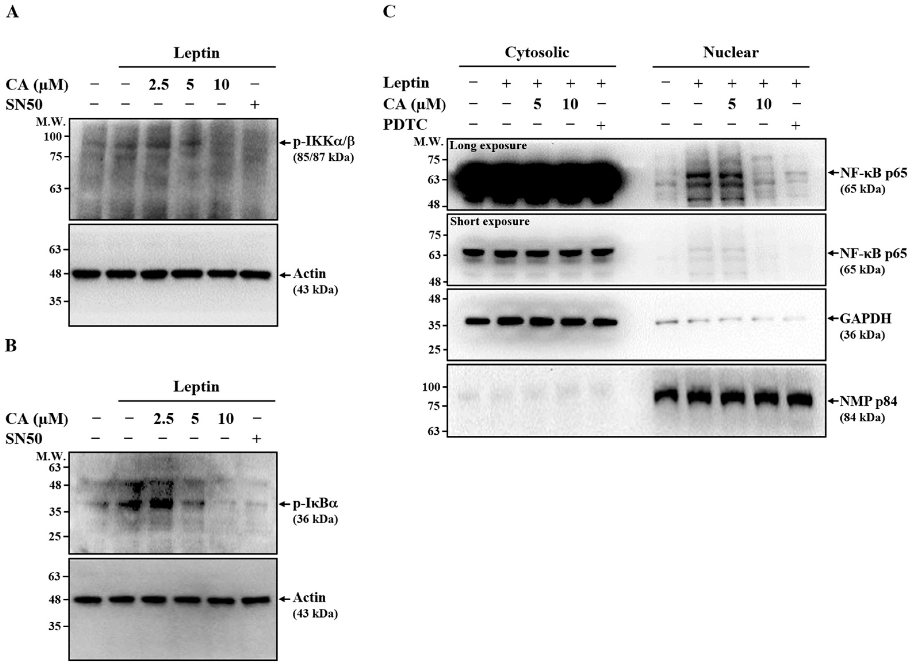 Ijms 26 09819 g003 Ijms 26 09819 g003