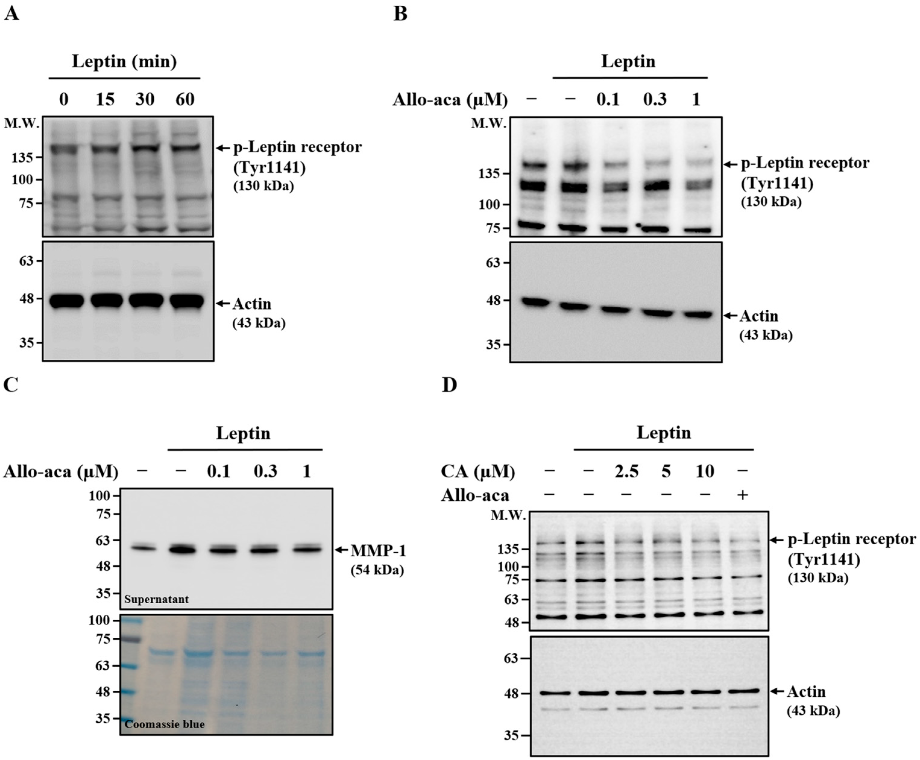 Ijms 26 09819 g004 Ijms 26 09819 g004
