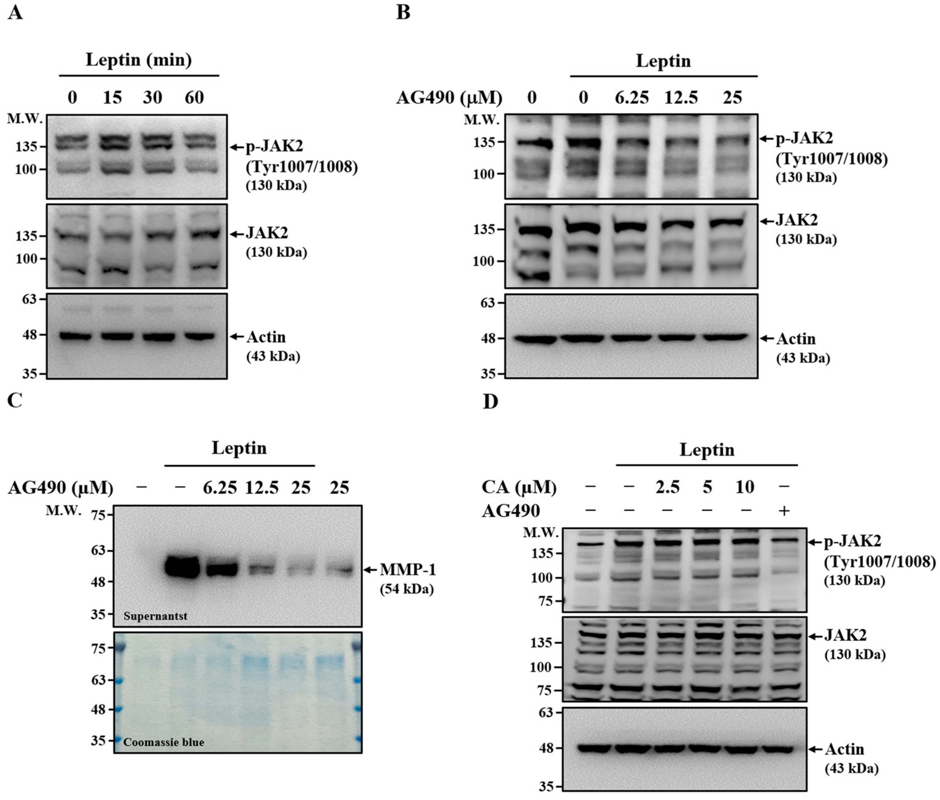Ijms 26 09819 g005 Ijms 26 09819 g005