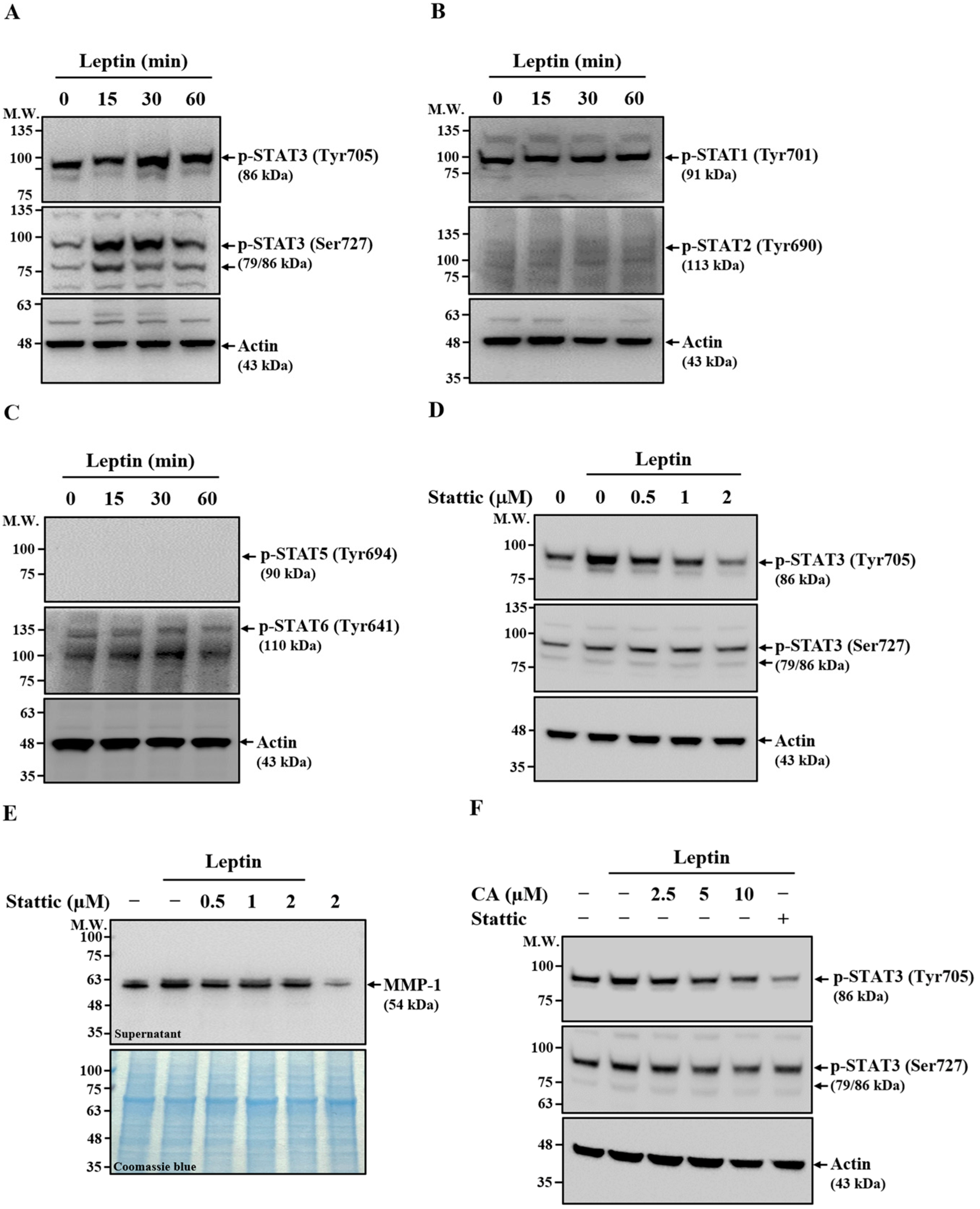 Ijms 26 09819 g006 Ijms 26 09819 g006