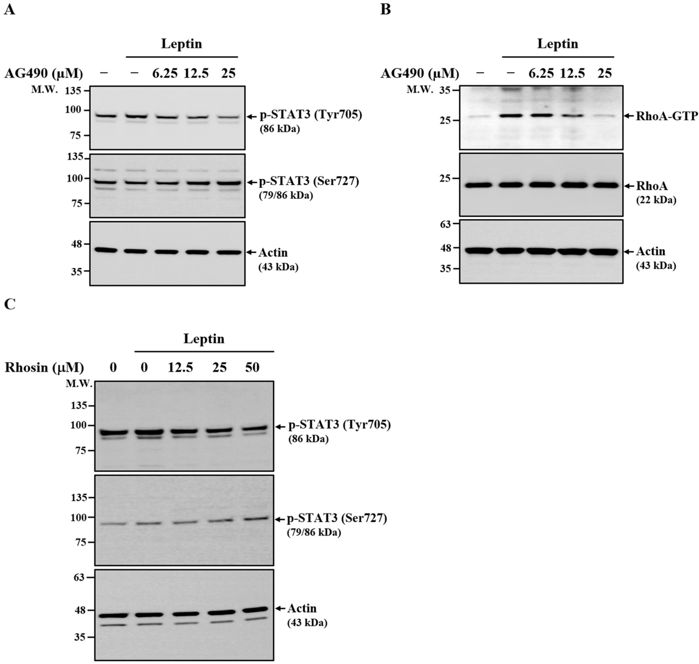 Ijms 26 09819 g007 Ijms 26 09819 g007