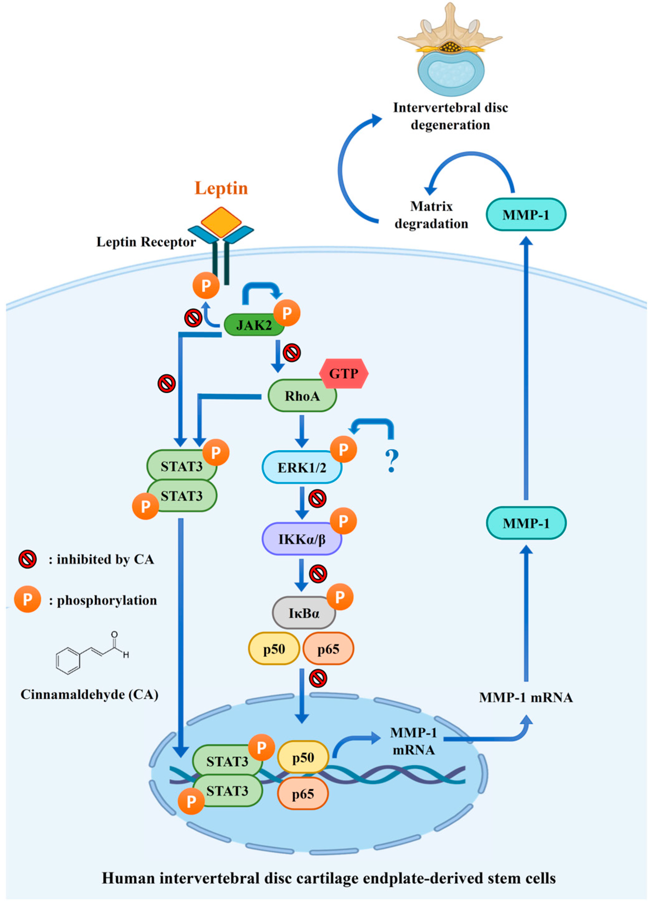 Ijms 26 09819 g008 Ijms 26 09819 g008