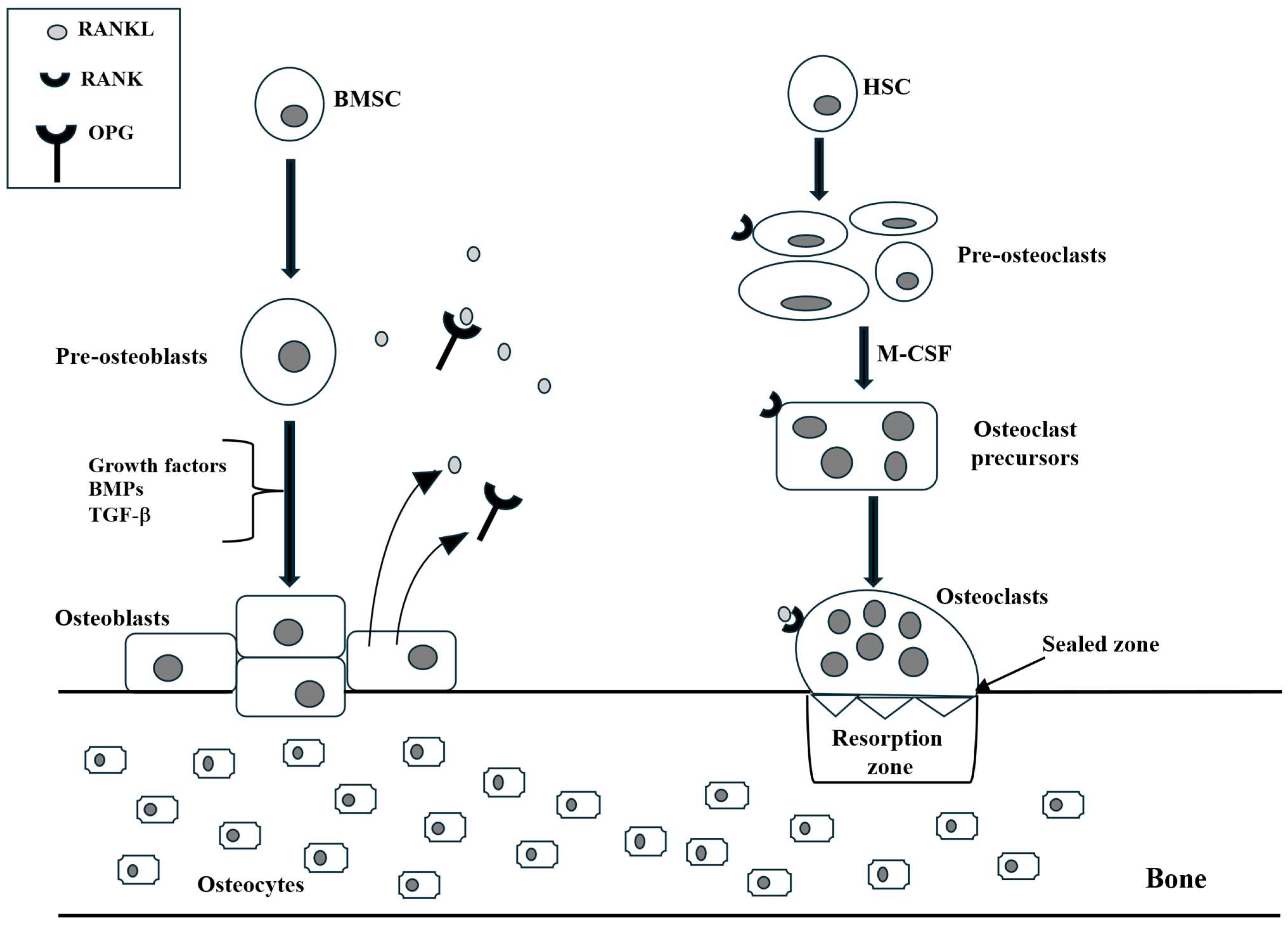 Ijms 26 09822 g001 Ijms 26 09822 g001