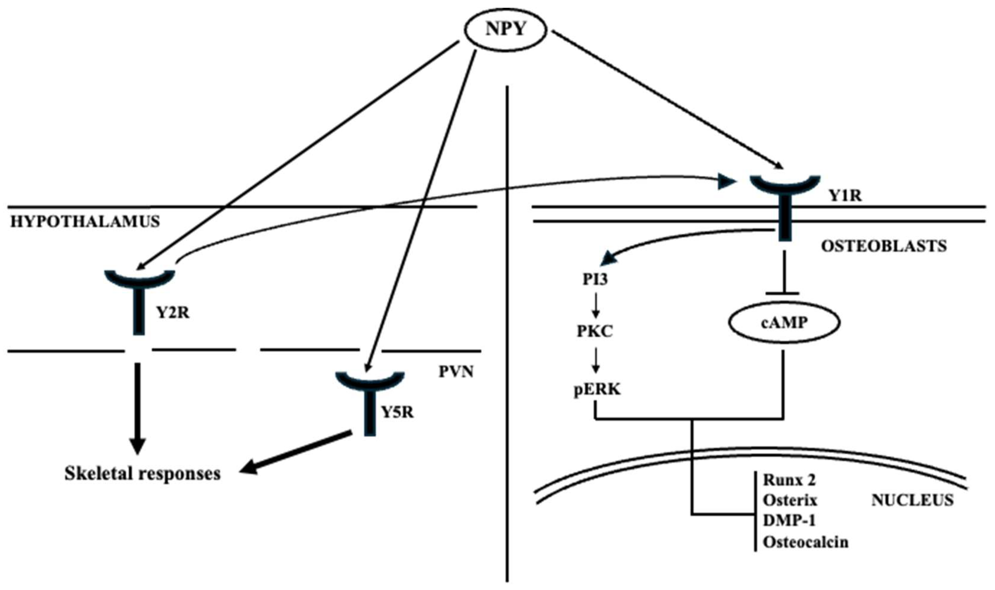 Ijms 26 09822 g004 Ijms 26 09822 g004