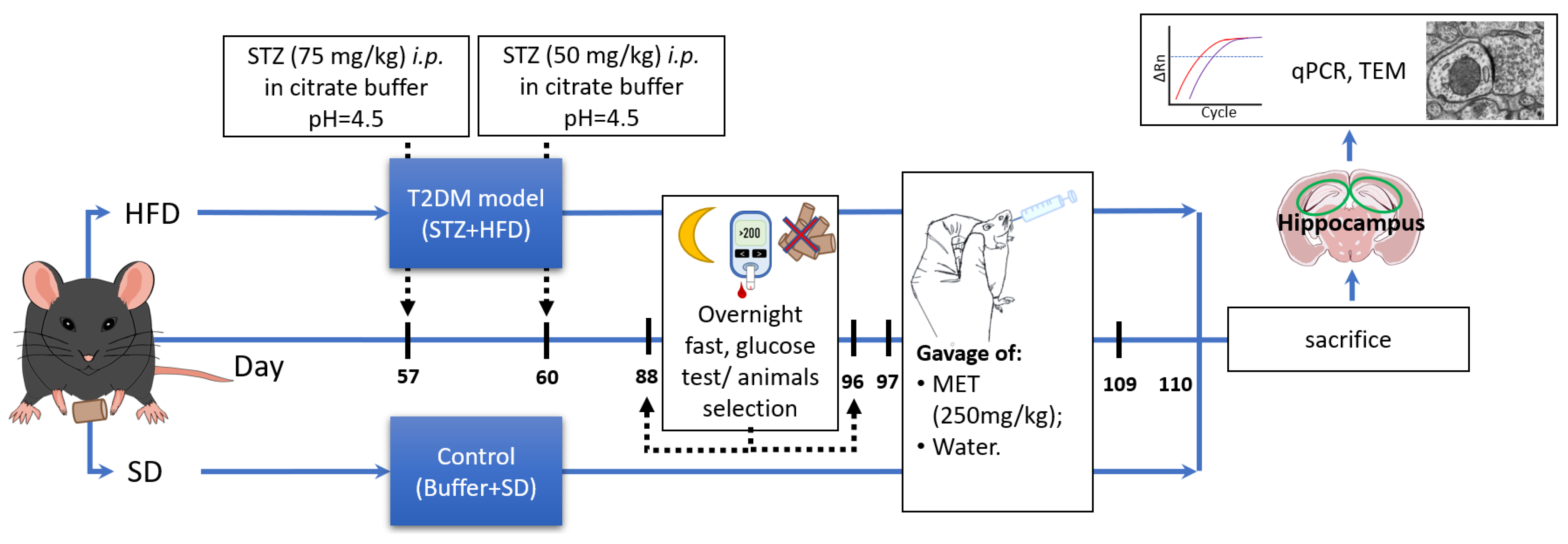 Ijms 26 09832 g005 Ijms 26 09832 g005