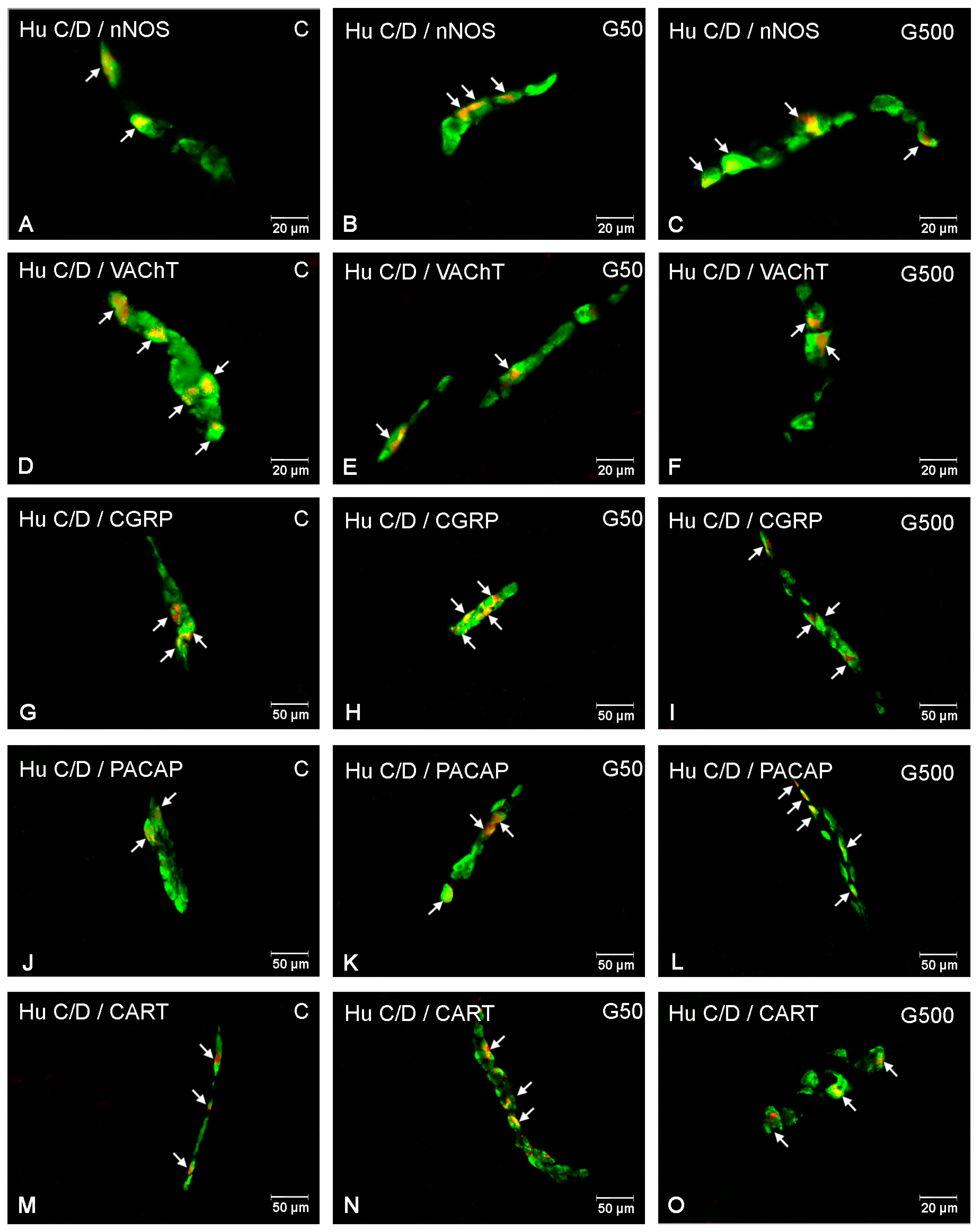 Ijms 26 09840 g007 Ijms 26 09840 g007