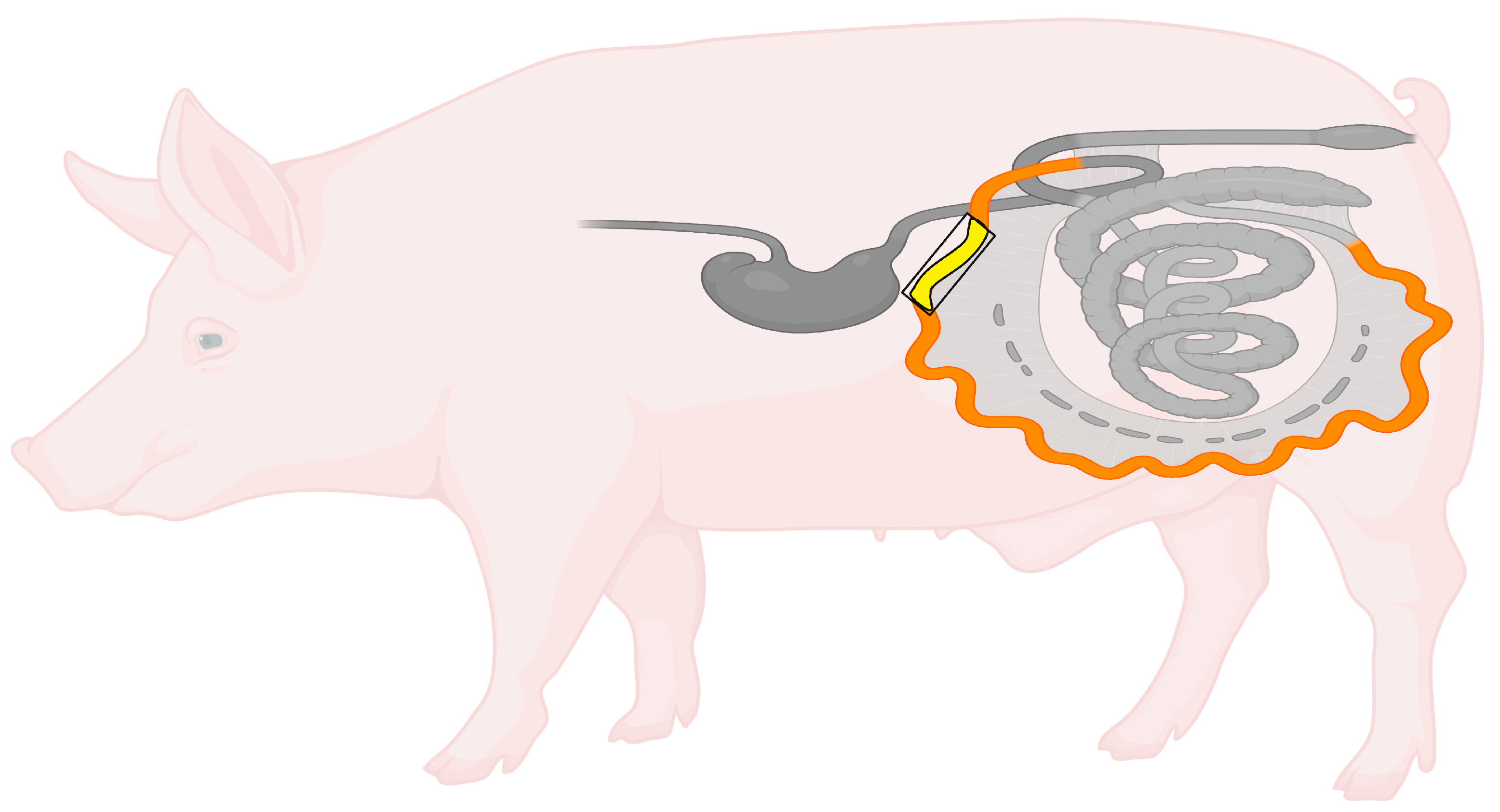 Ijms 26 09840 g009 Ijms 26 09840 g009