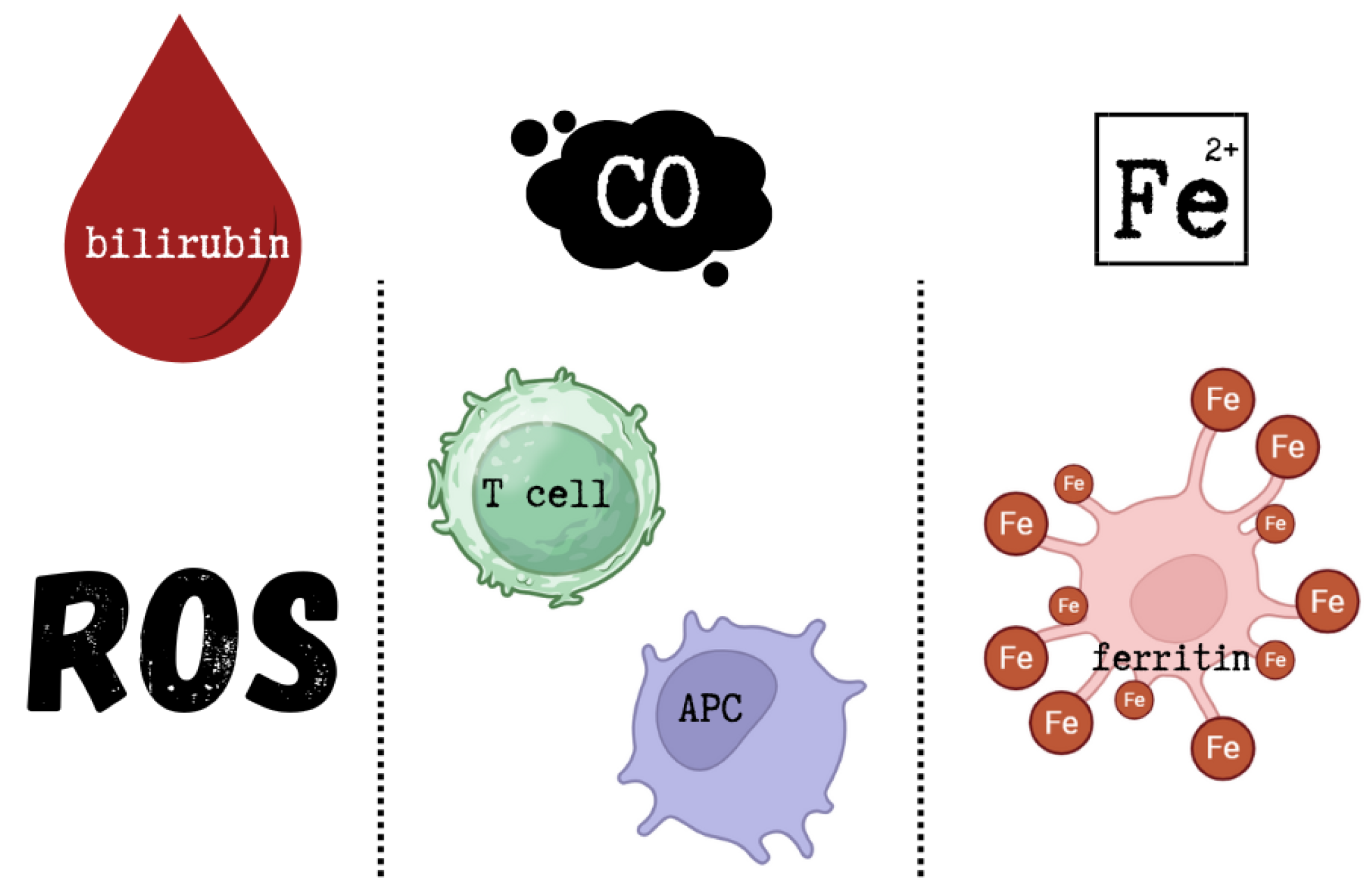 Ijms 26 09862 g003 Ijms 26 09862 g003