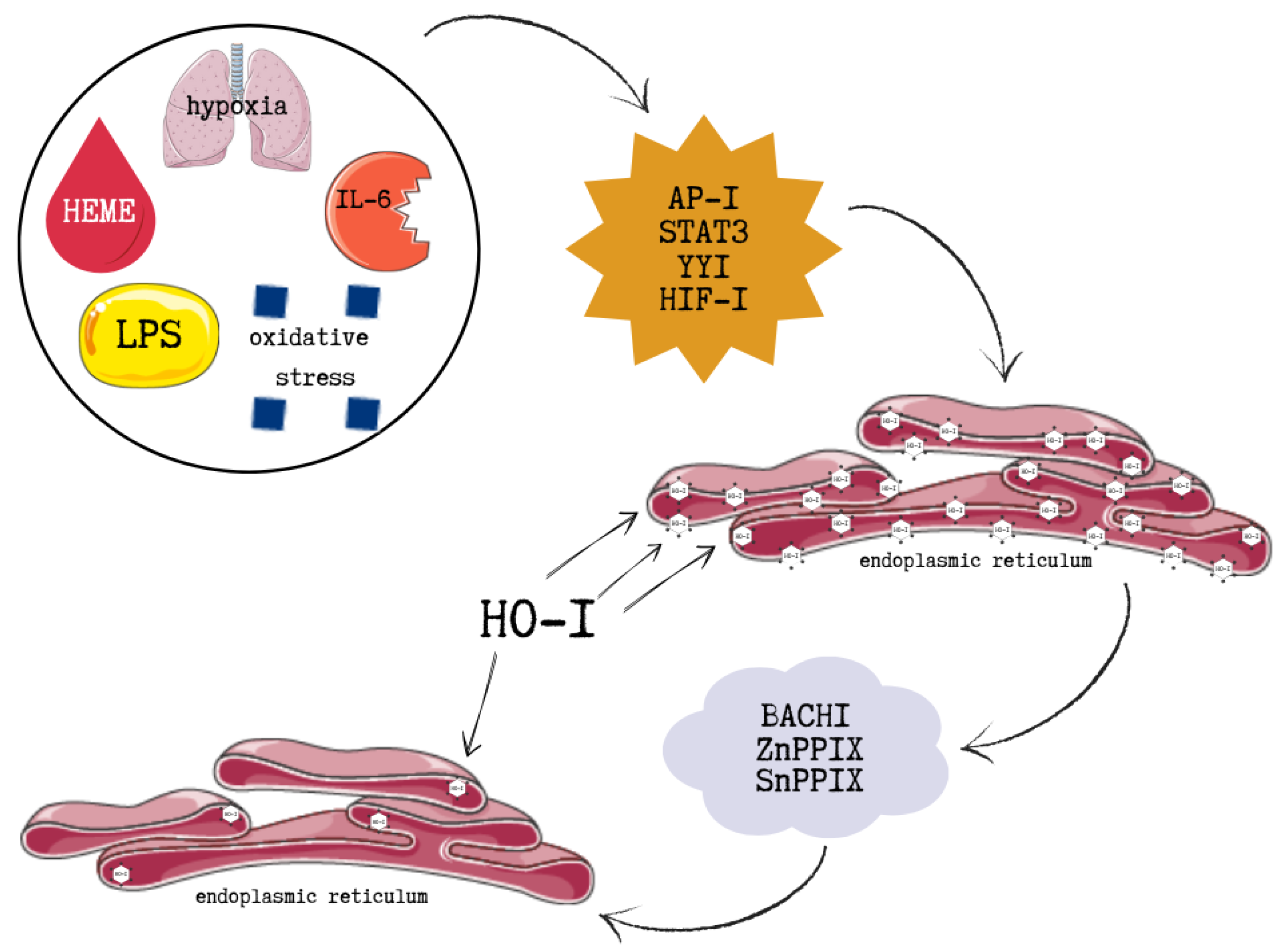 Ijms 26 09862 g005 Ijms 26 09862 g005