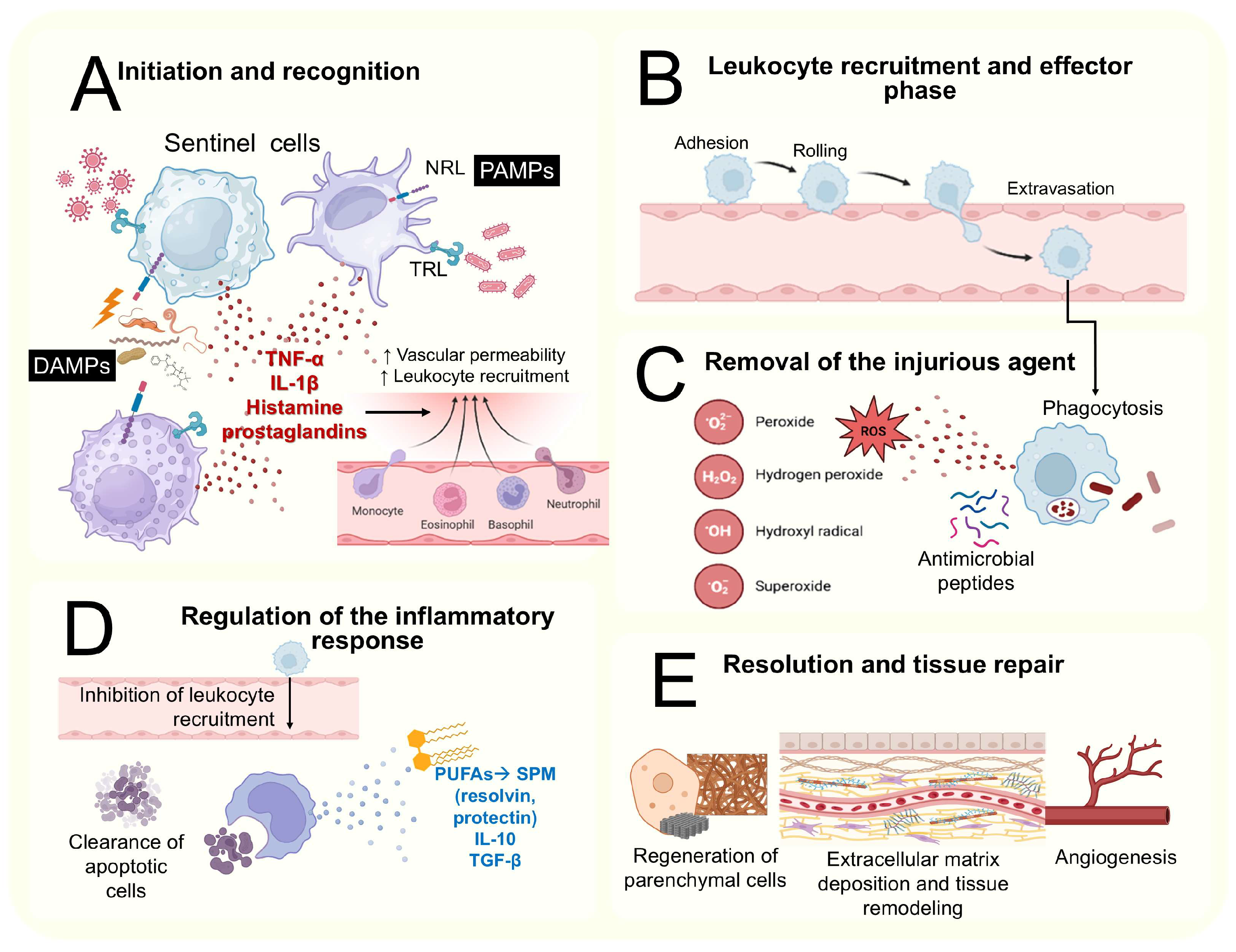 Ijms 26 09867 g002 Ijms 26 09867 g002