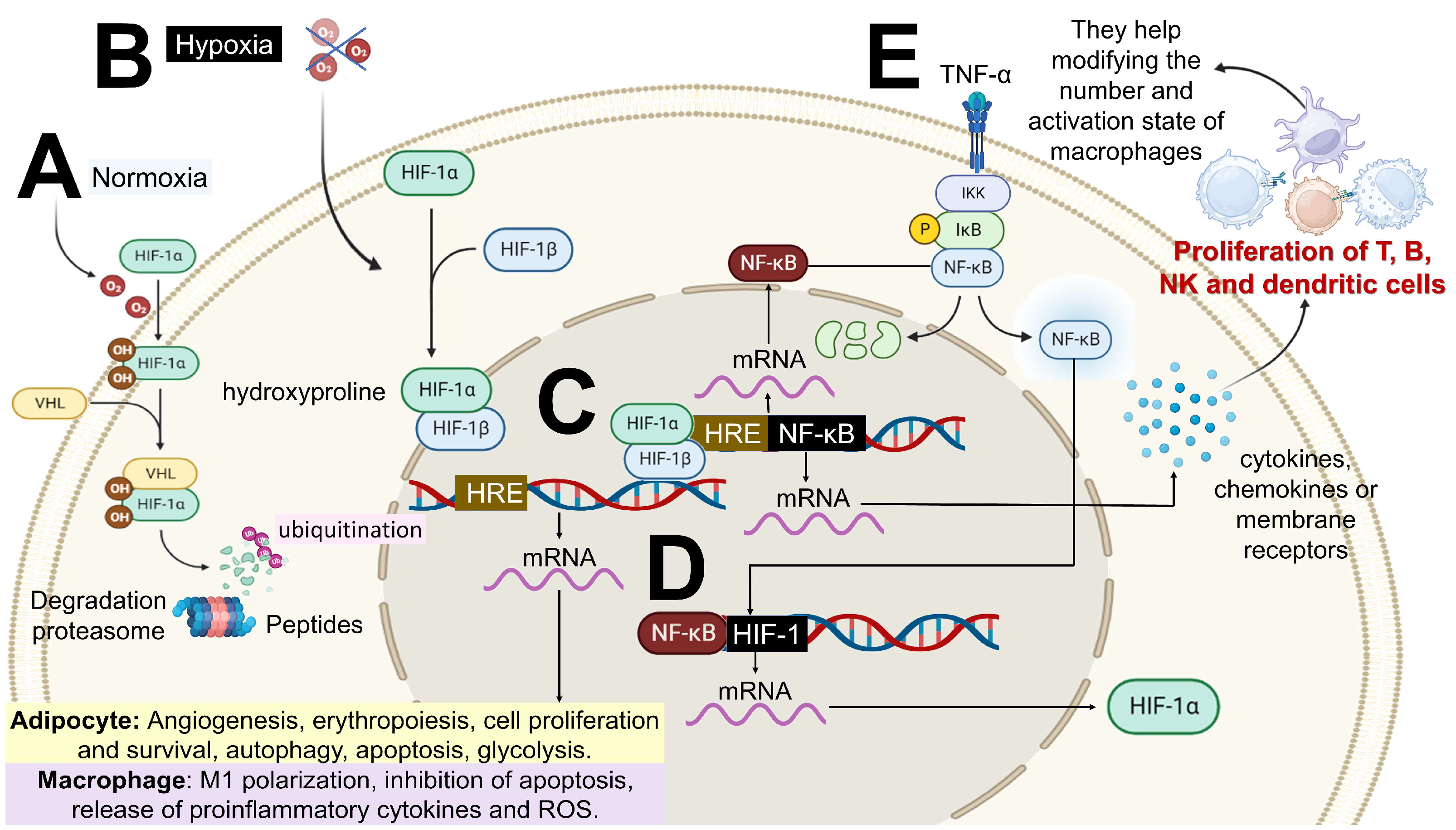 Ijms 26 09867 g003 Ijms 26 09867 g003