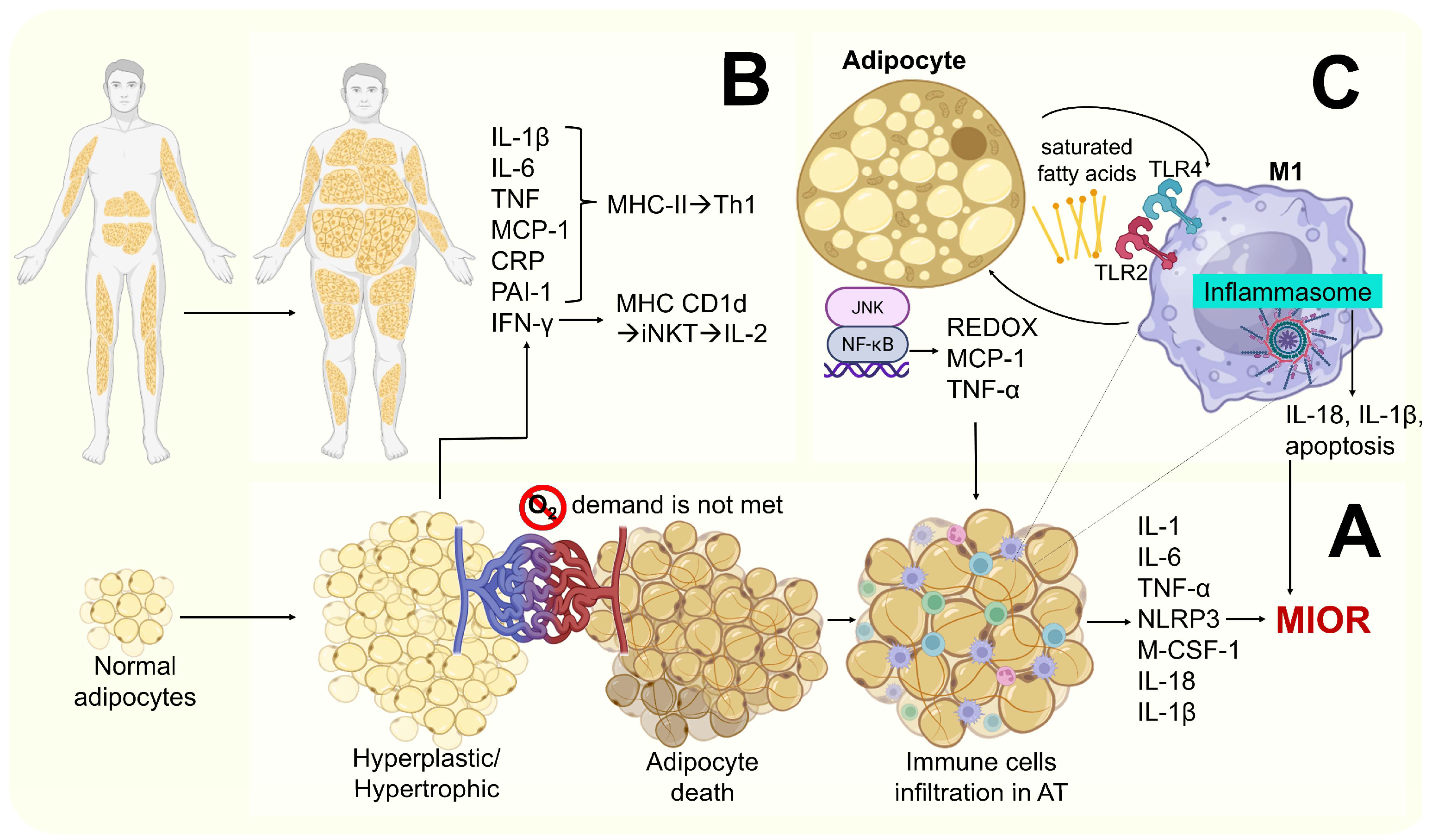 Ijms 26 09867 g004 Ijms 26 09867 g004