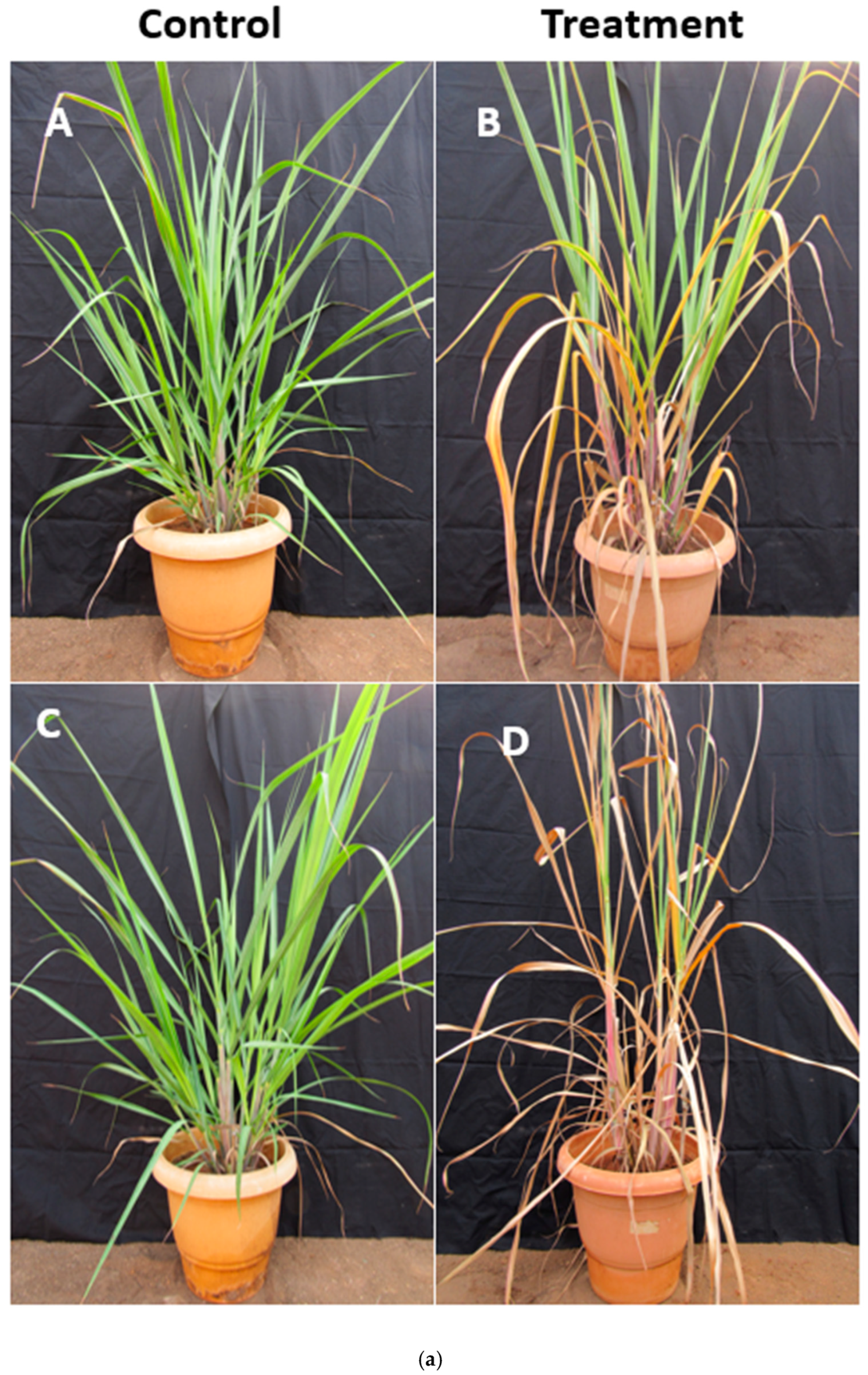 Ijms 26 09868 g009a Ijms 26 09868 g009a