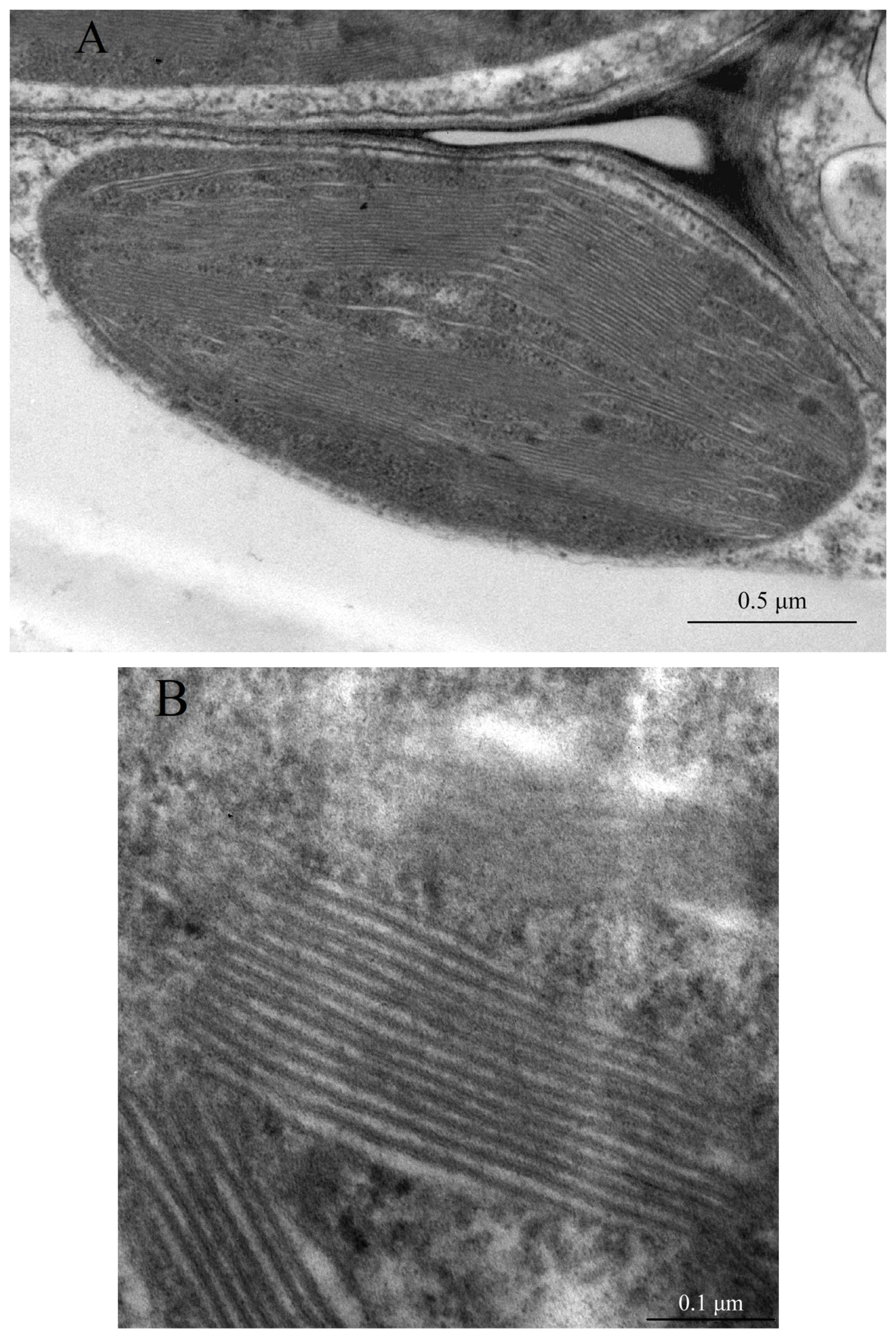 Ijms 26 09869 g002 Ijms 26 09869 g002