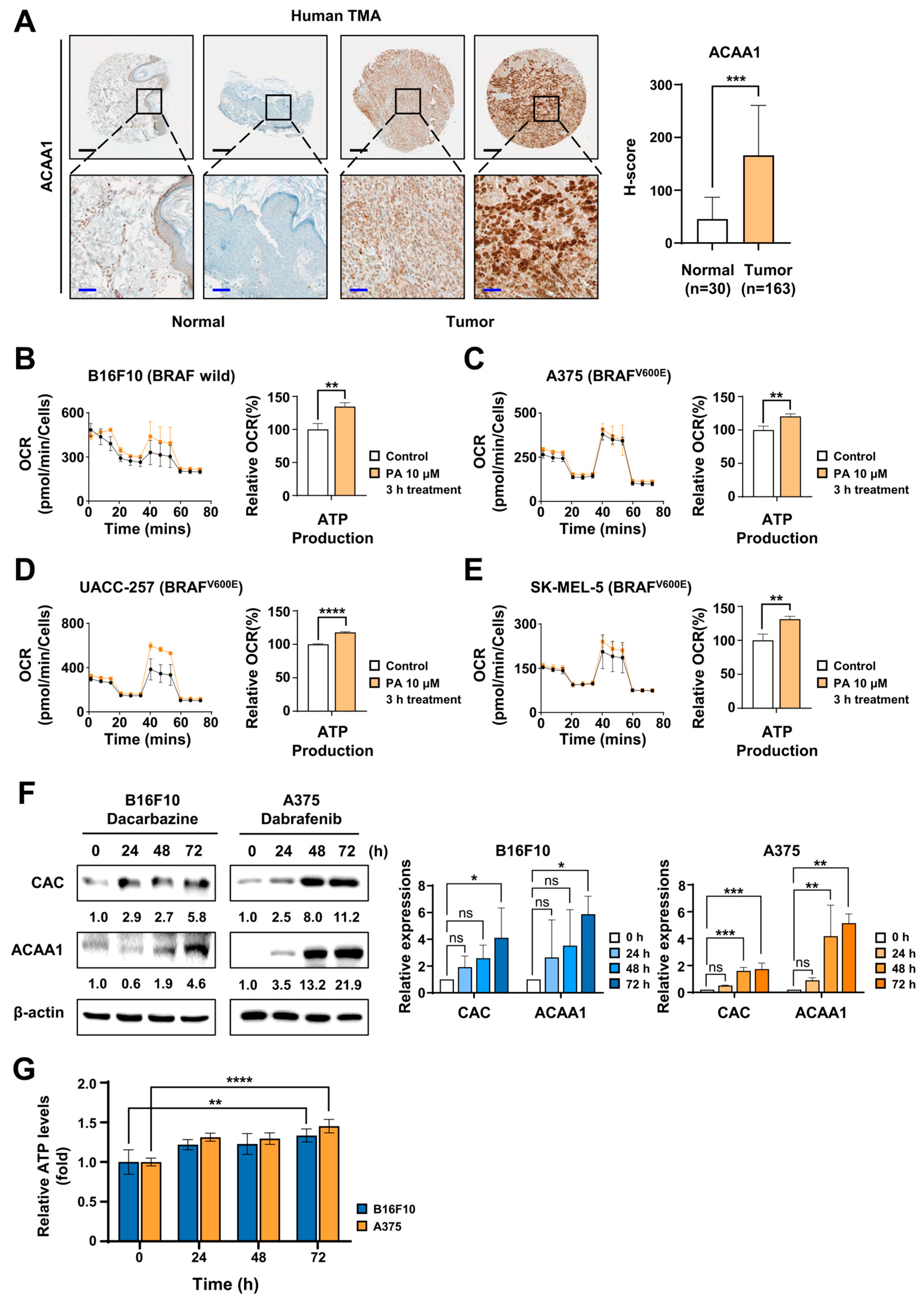Ijms 26 09873 g001 Ijms 26 09873 g001