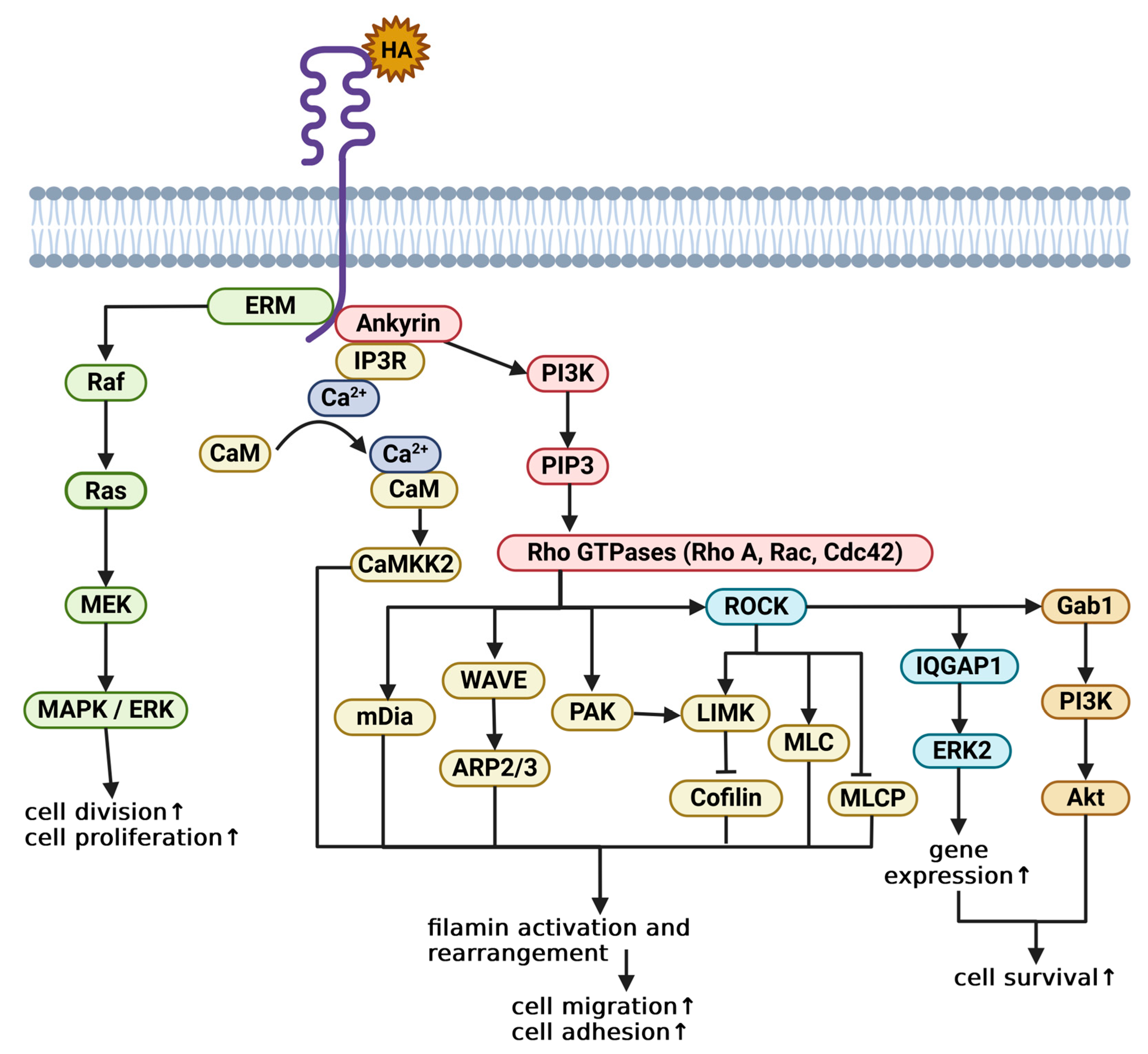 Ijms 26 09886 g001 Ijms 26 09886 g001