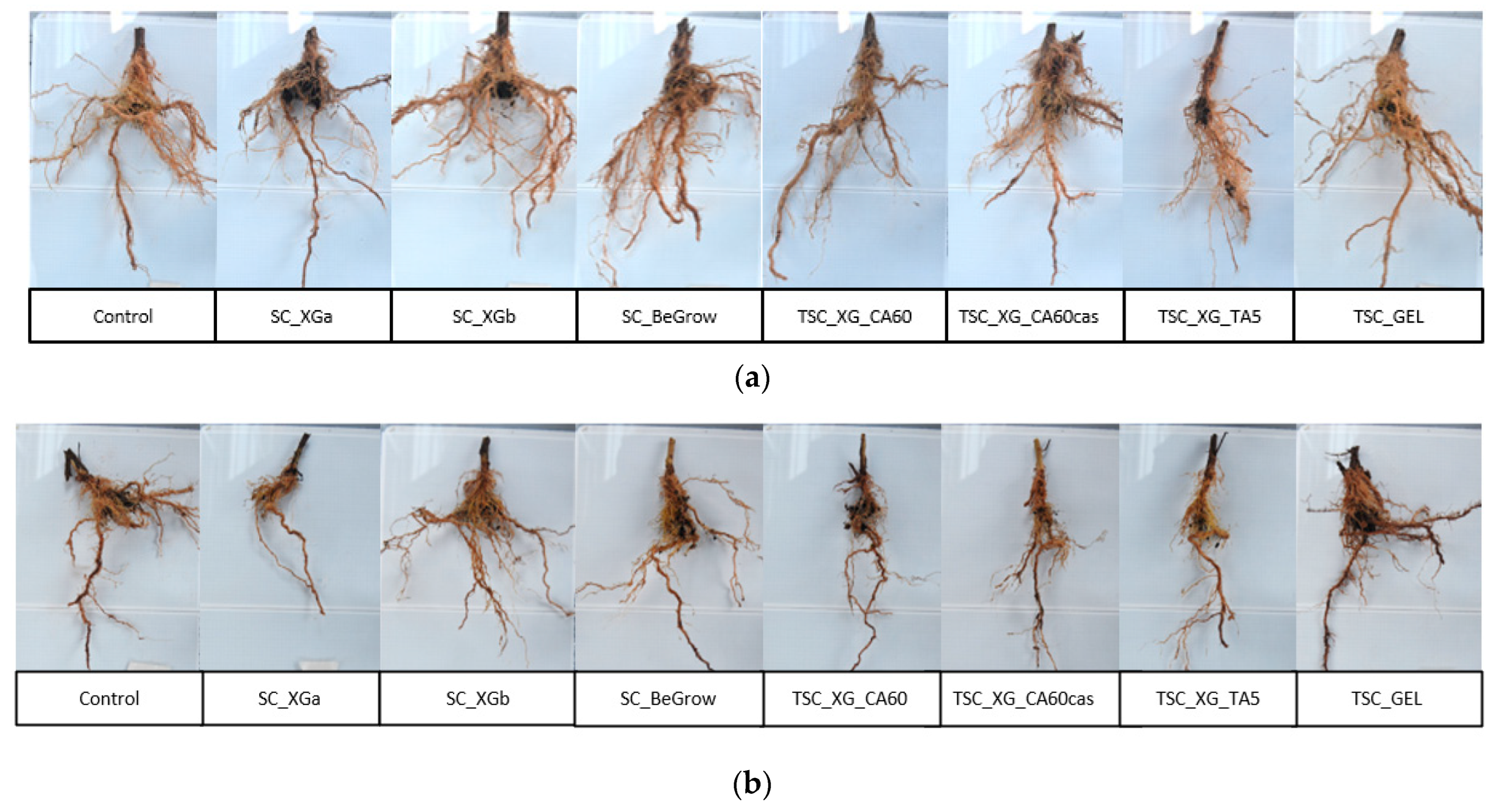 Ijms 26 09894 g002a Ijms 26 09894 g002a
