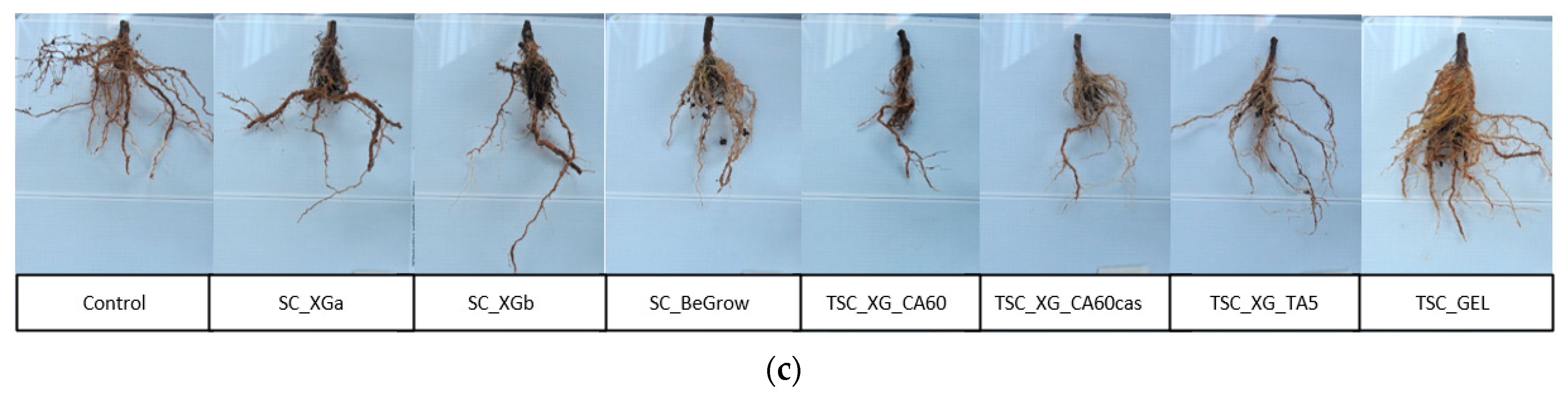 Ijms 26 09894 g002b Ijms 26 09894 g002b